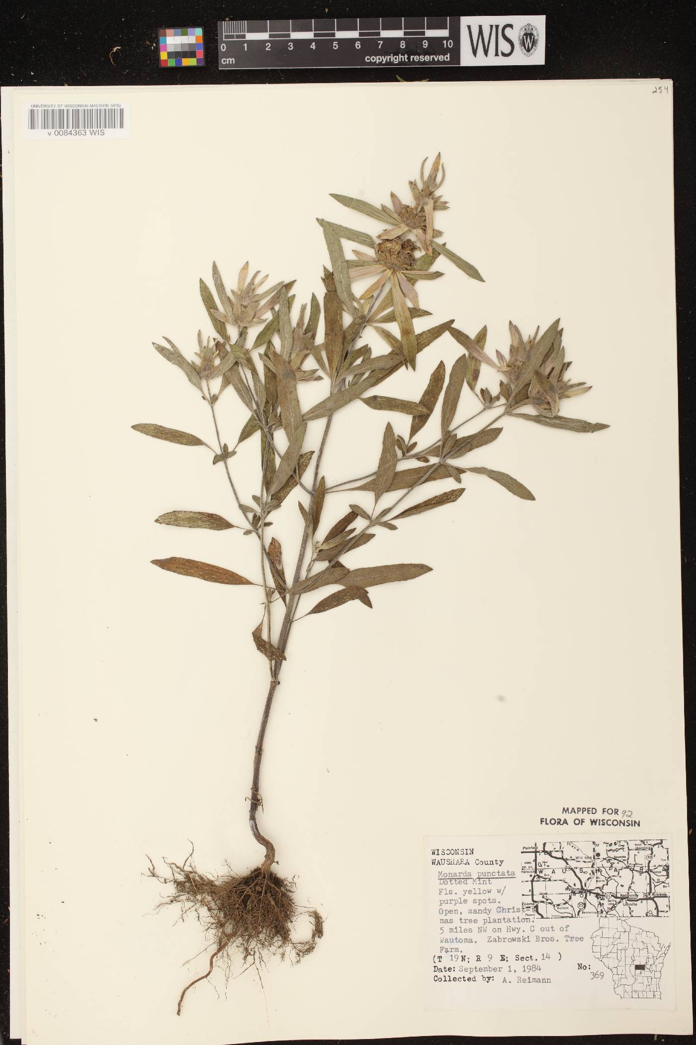 Monarda punctata var. villicaulis image