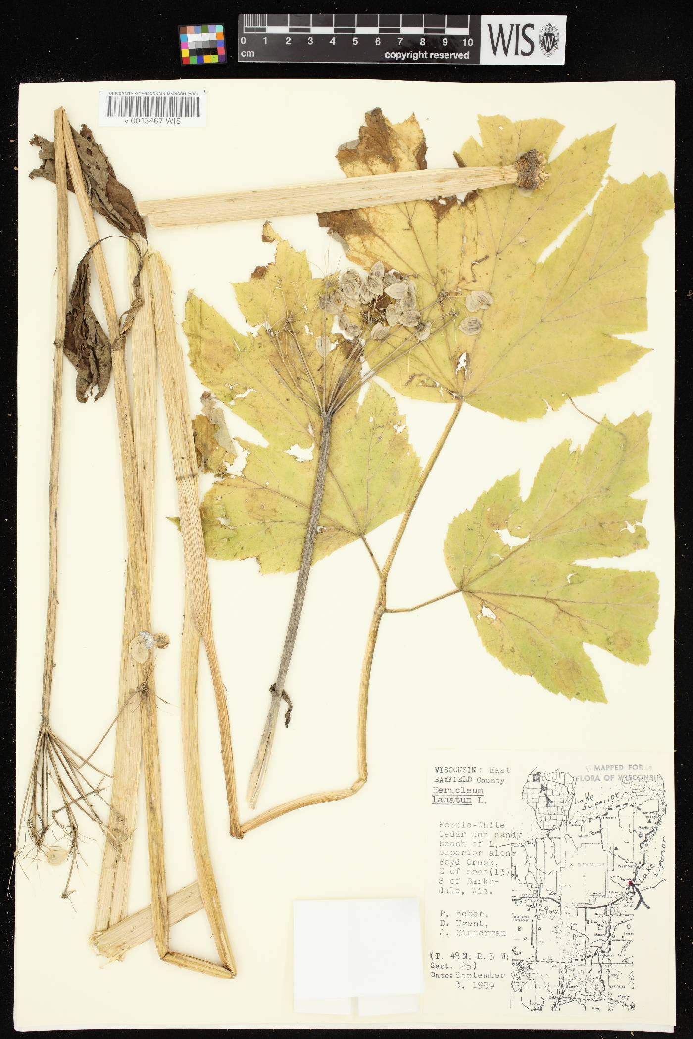 Heracleum maximum image
