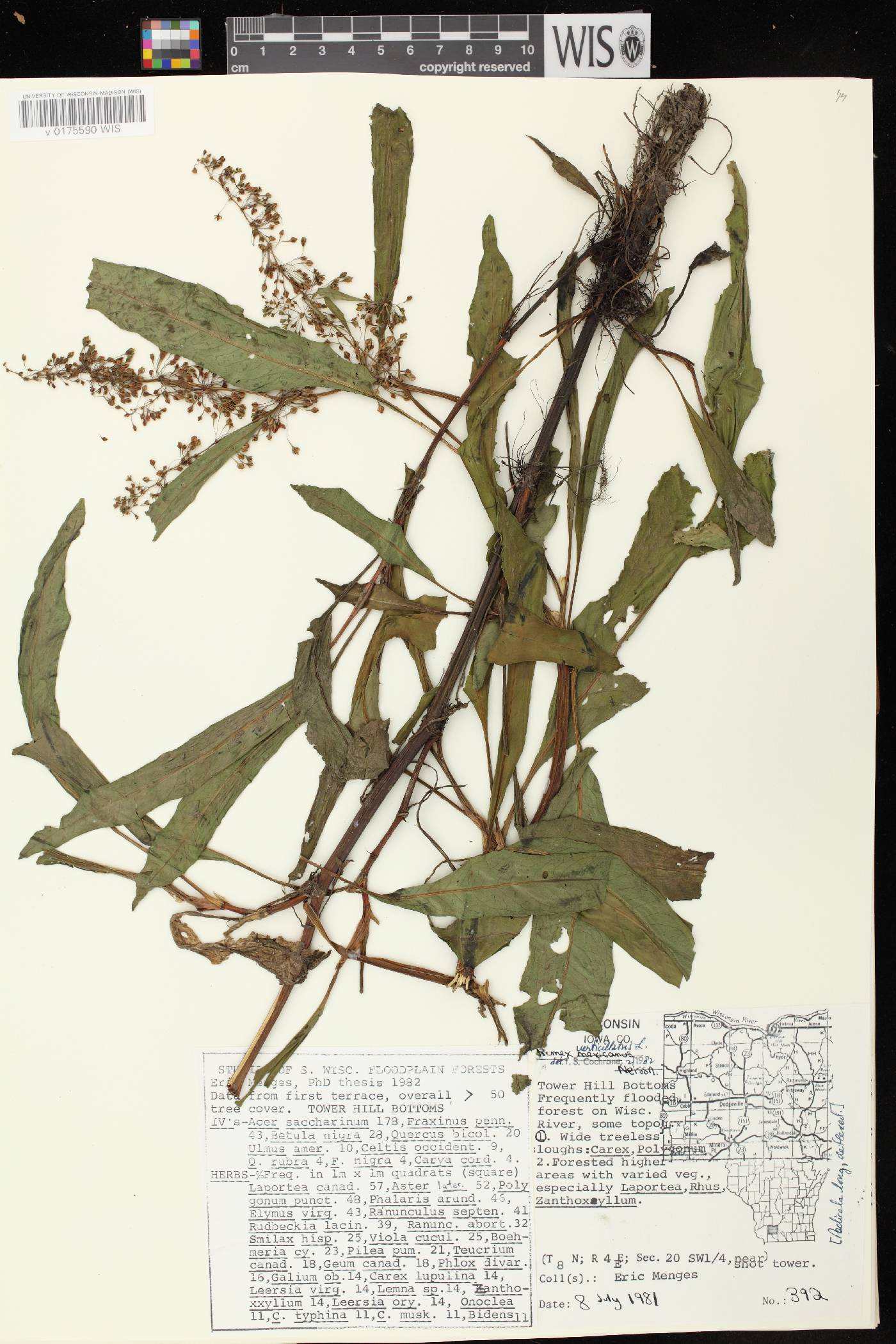 Rumex verticillatus image