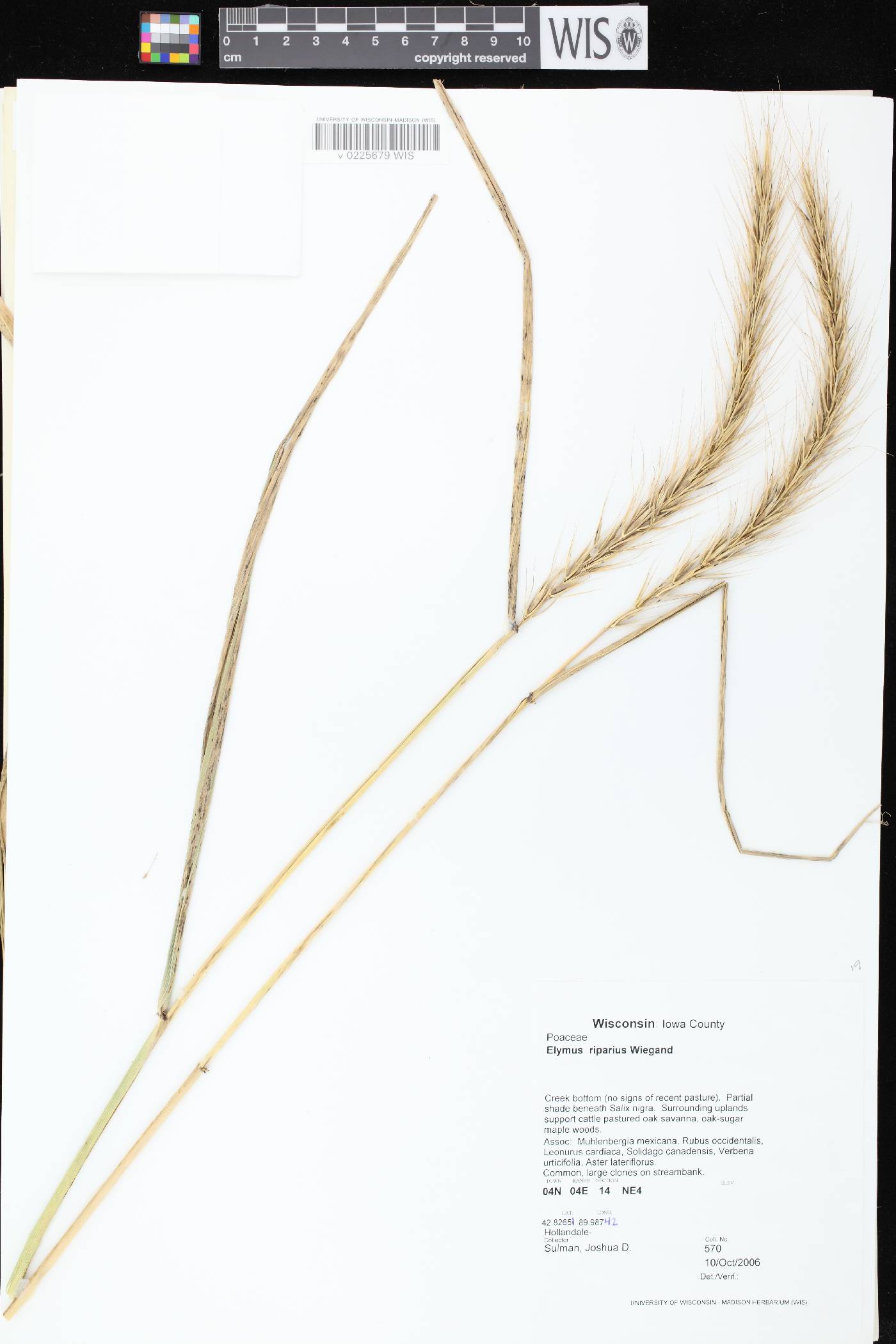 Elymus riparius image