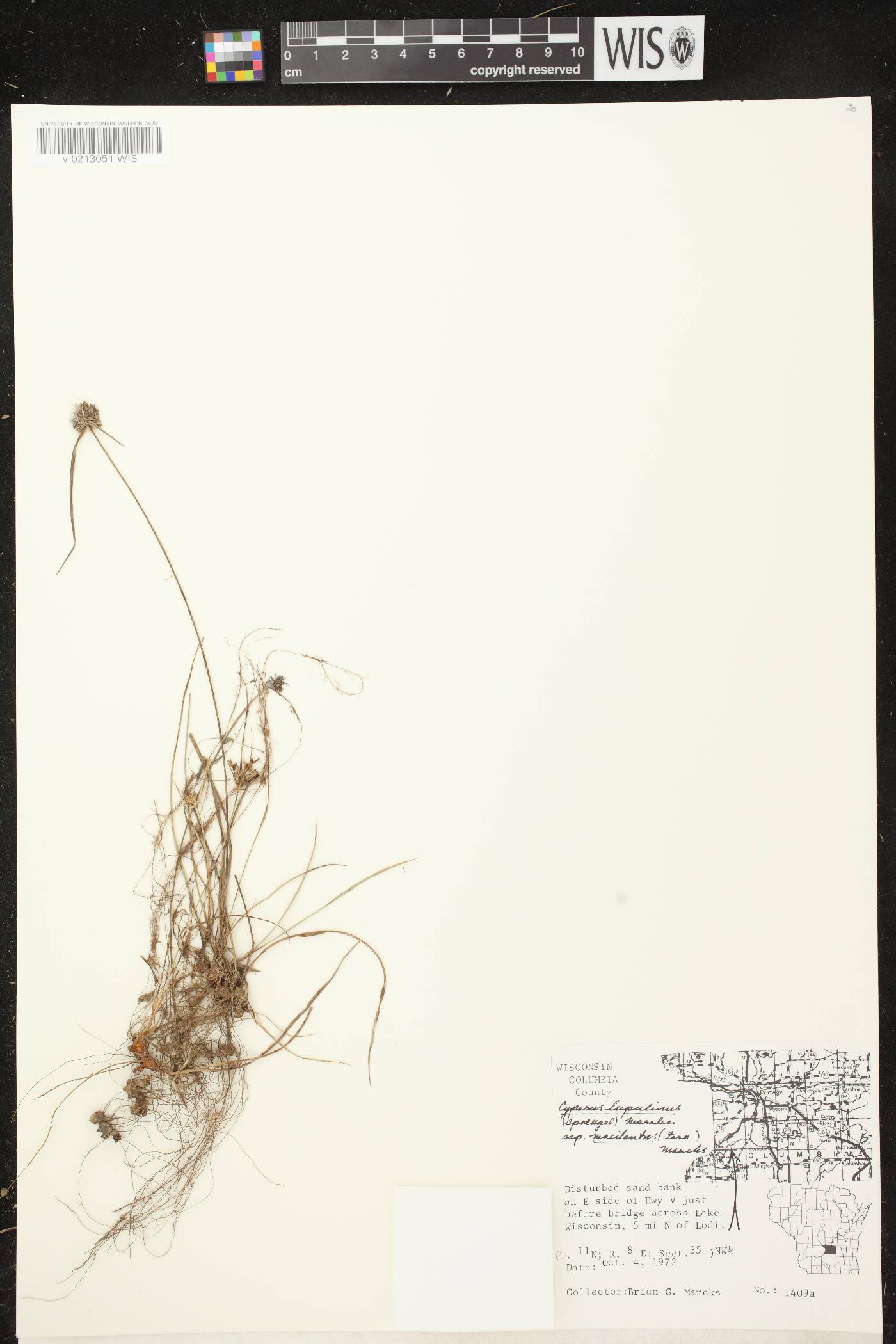 Cyperus lupulinus image