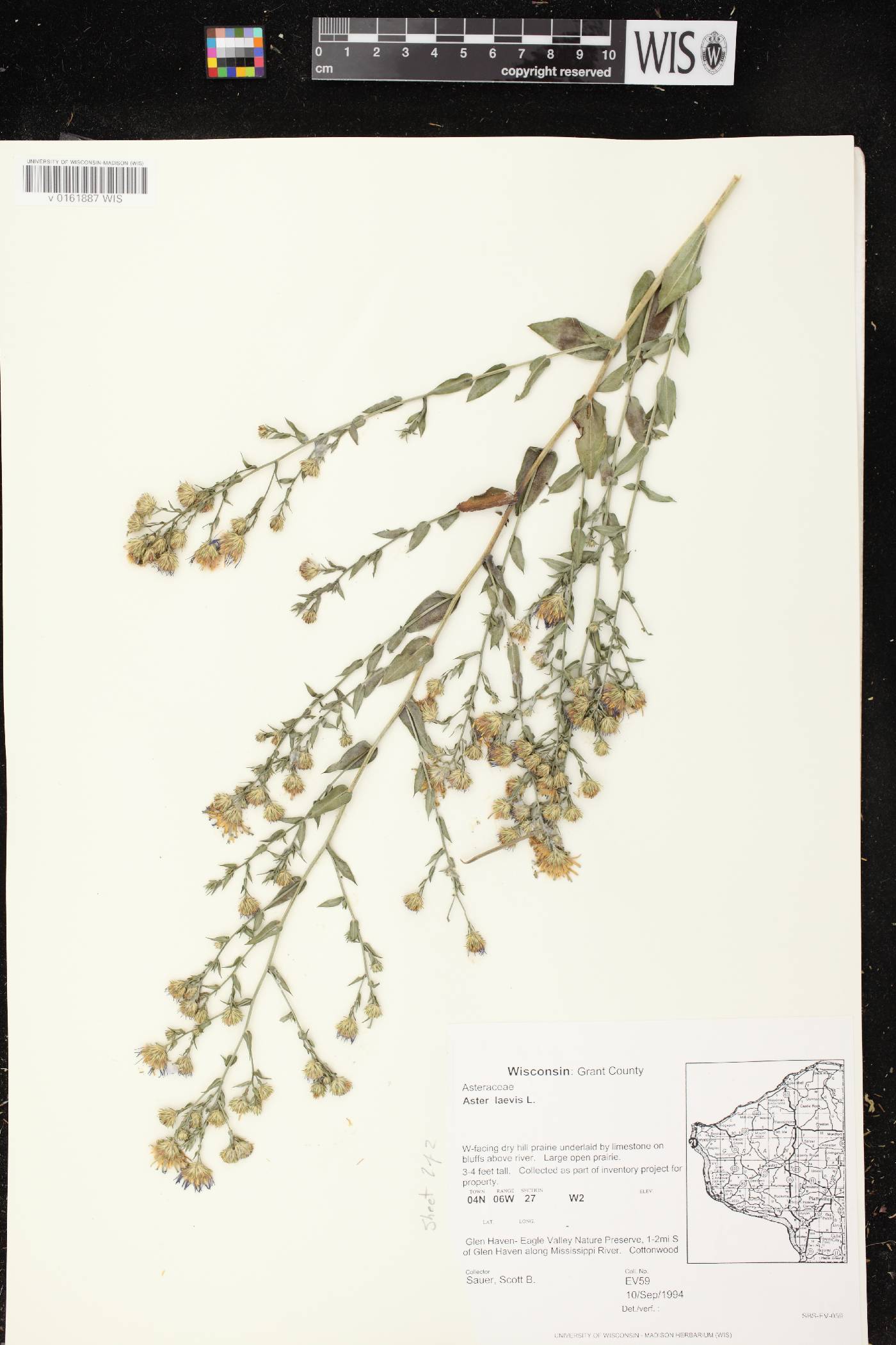 Symphyotrichum laeve image
