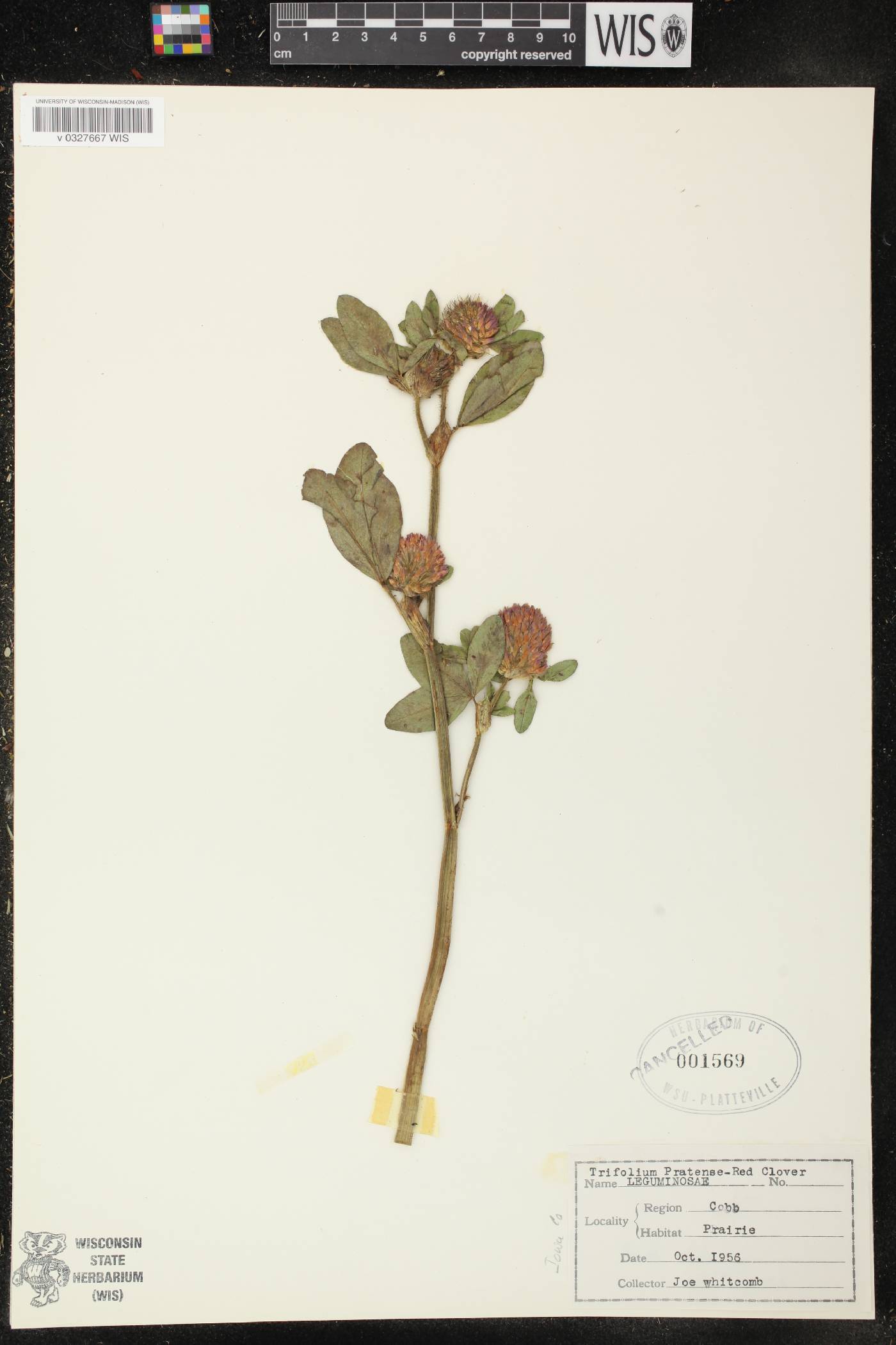 Trifolium pratense image