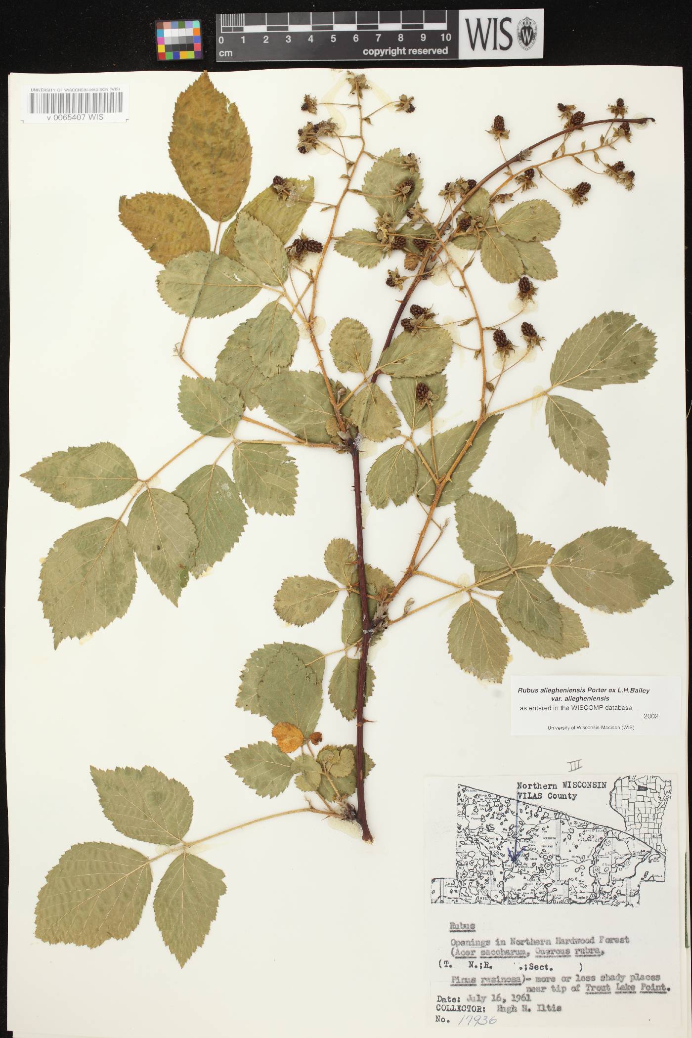 Rubus allegheniensis image