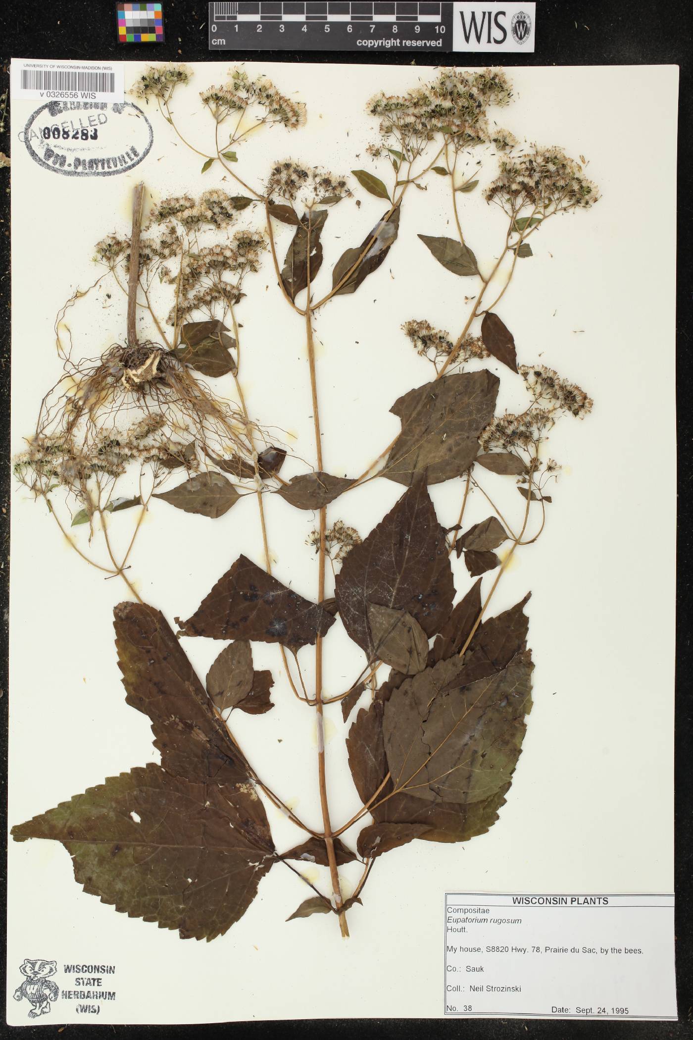 Ageratina altissima subsp. altissima image