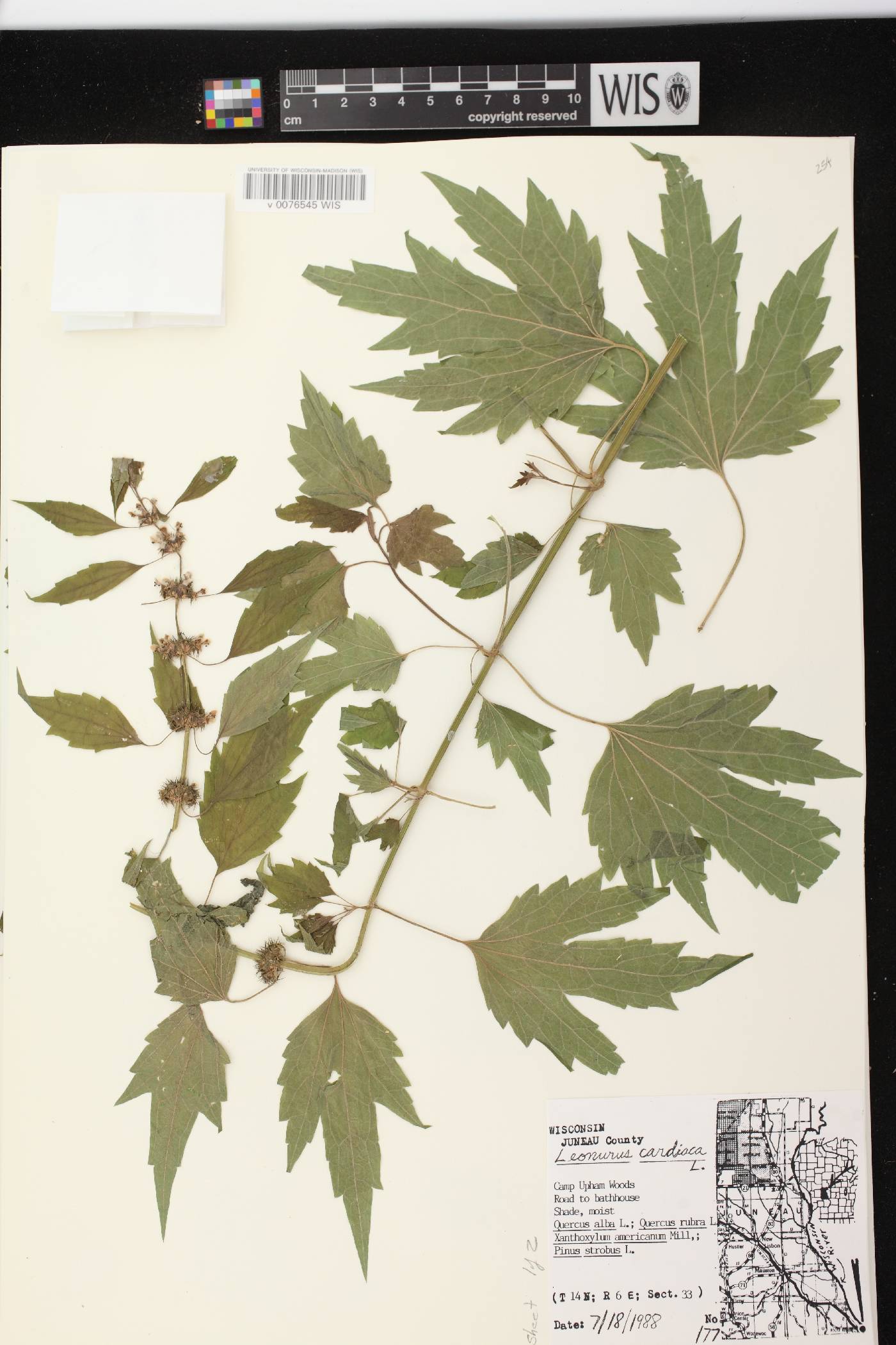 Leonurus cardiaca image