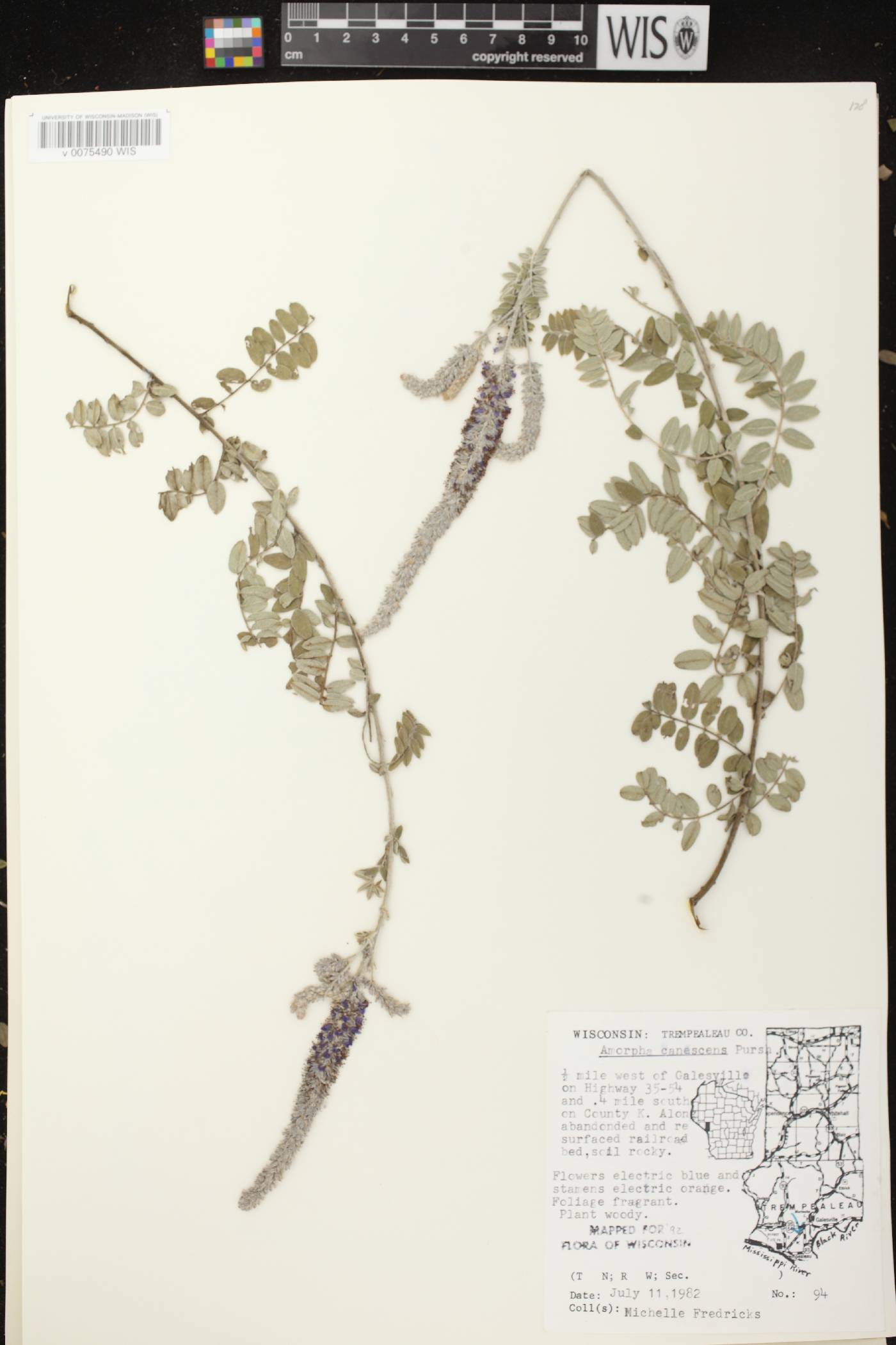 Amorpha canescens image