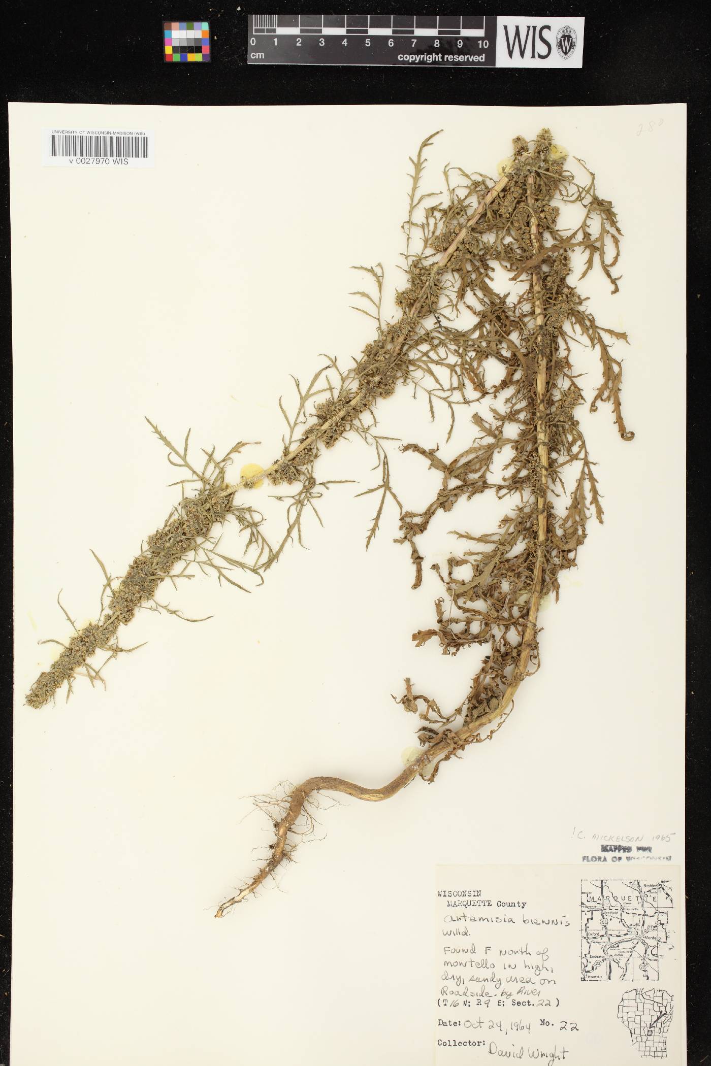 Artemisia biennis image
