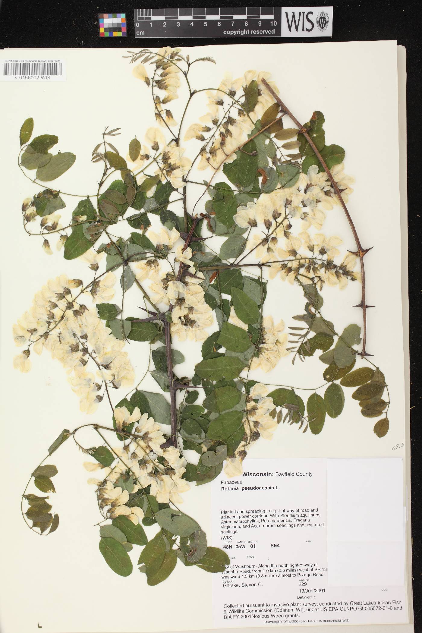 Robinia pseudoacacia image