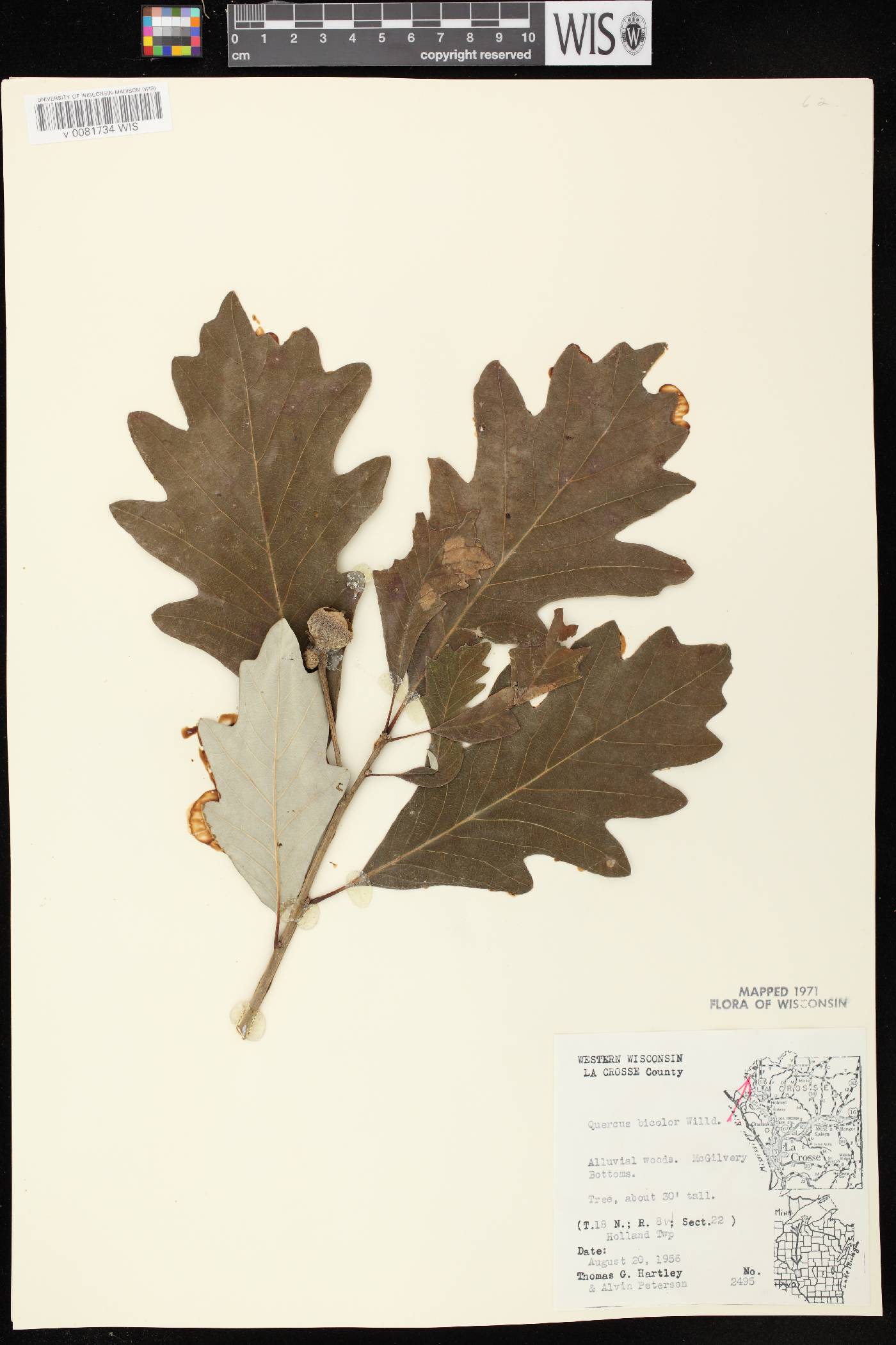 Quercus bicolor image