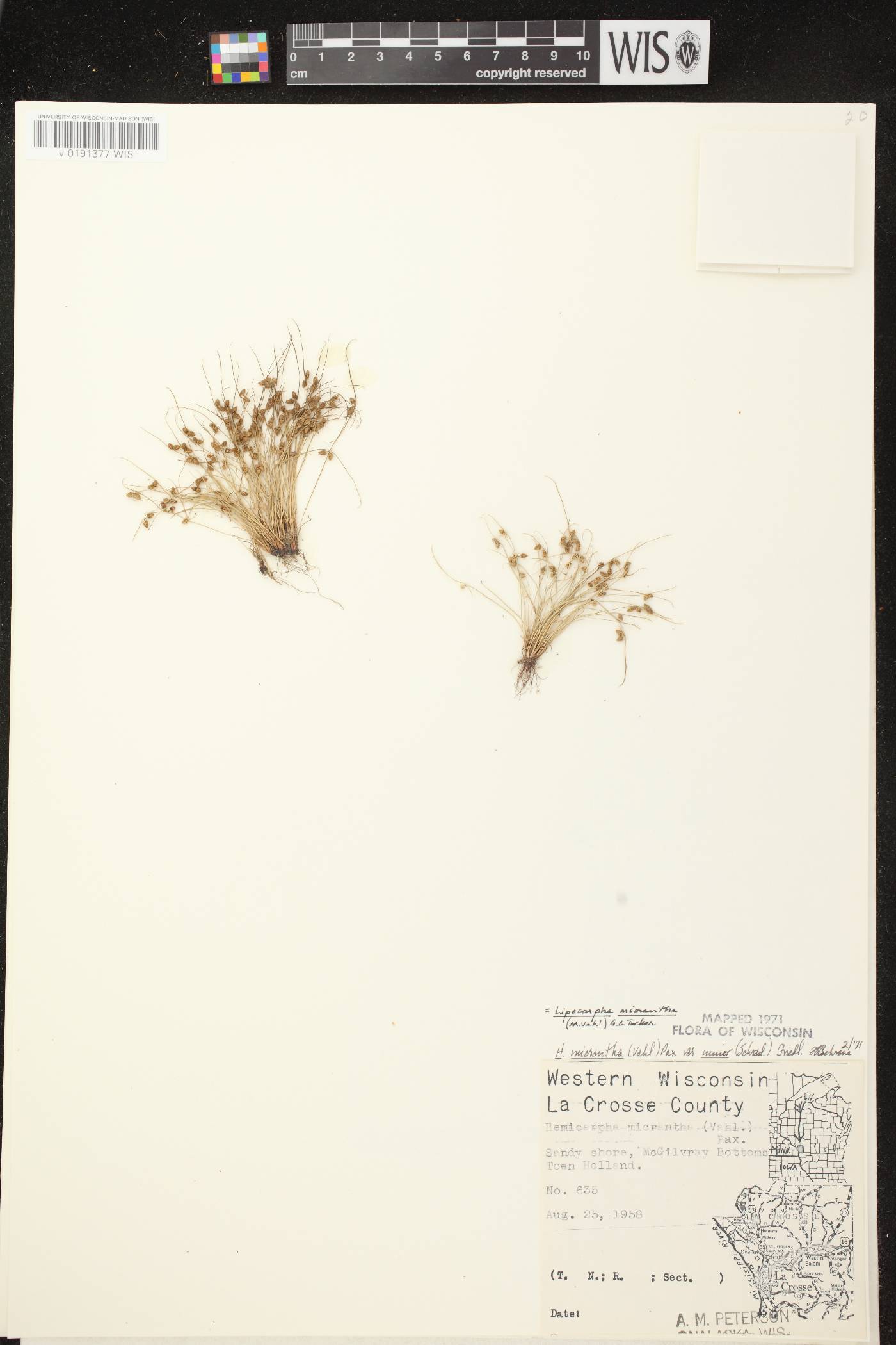 Lipocarpha micrantha image