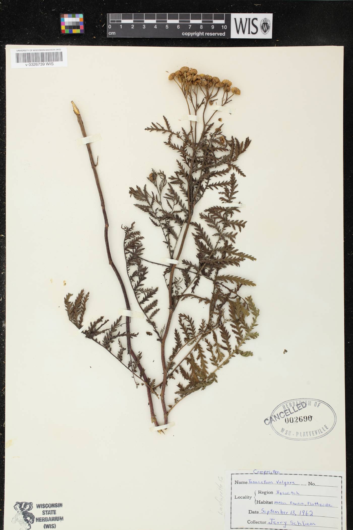 Tanacetum vulgare image