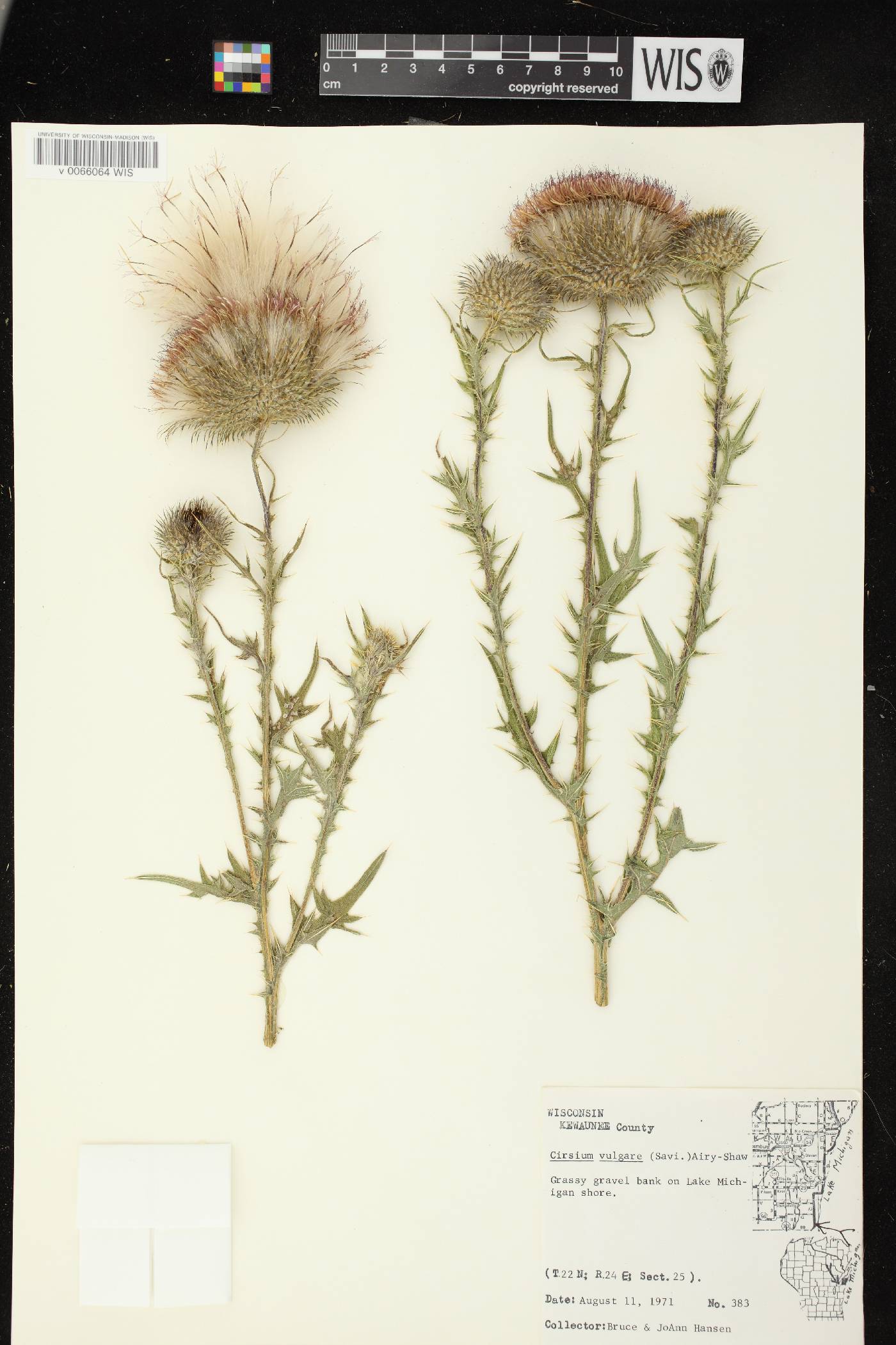 Cirsium vulgare image