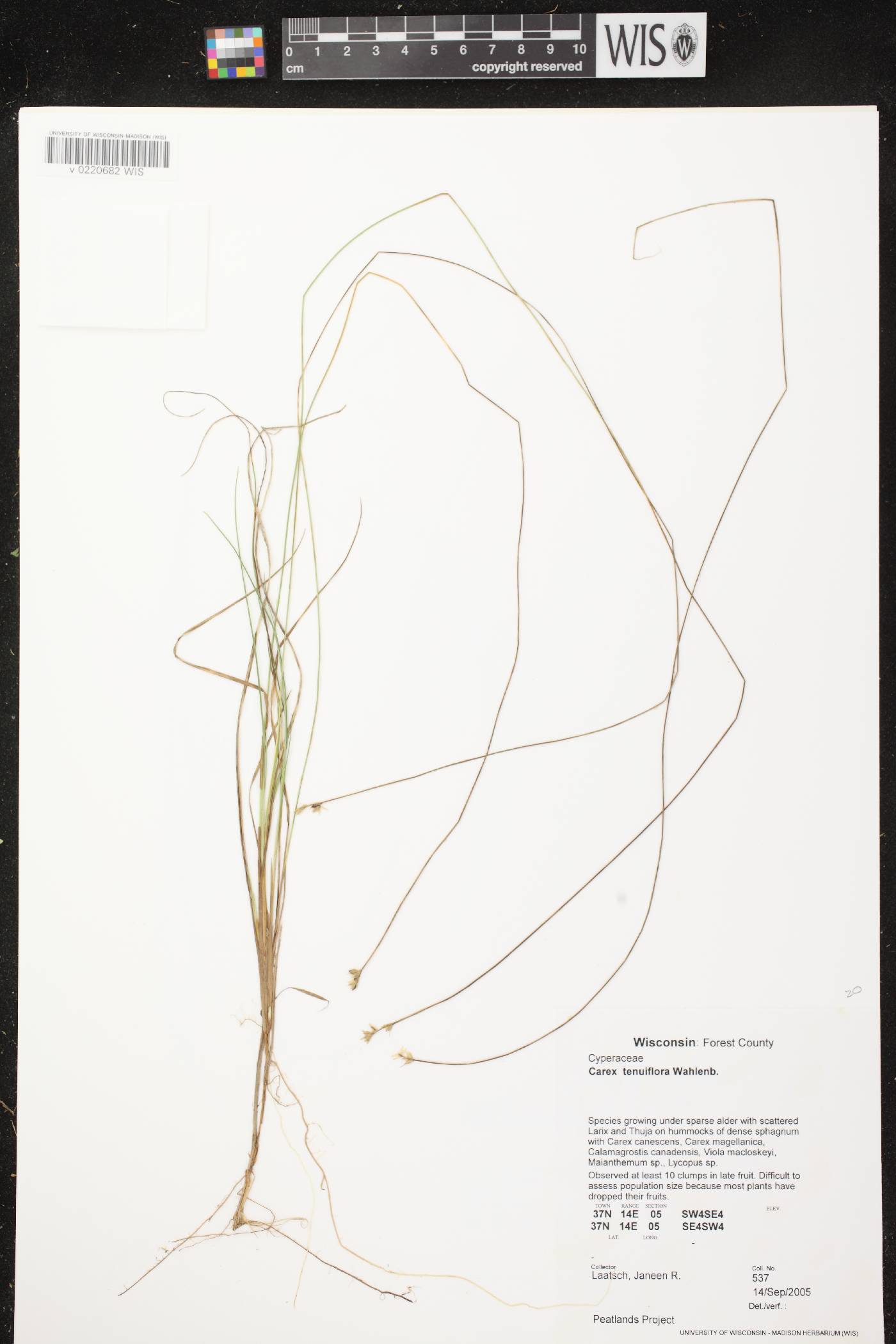 Carex tenuiflora image