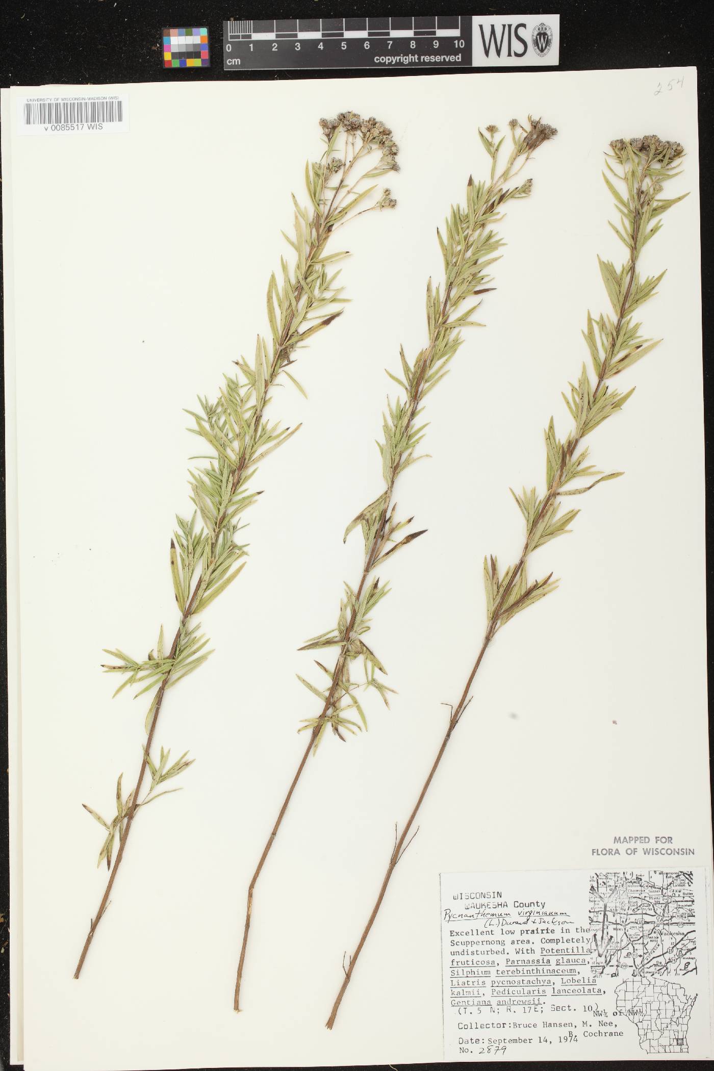 Pycnanthemum virginianum image