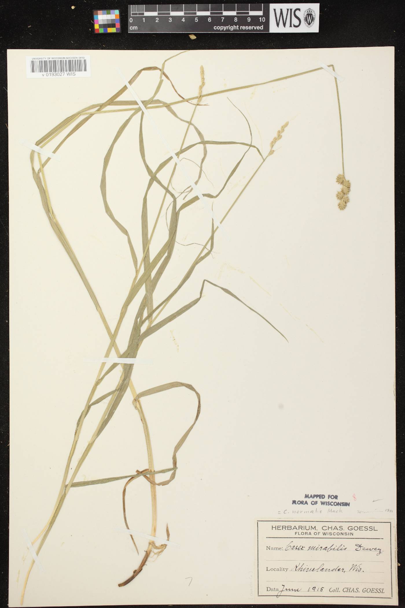 Carex normalis image