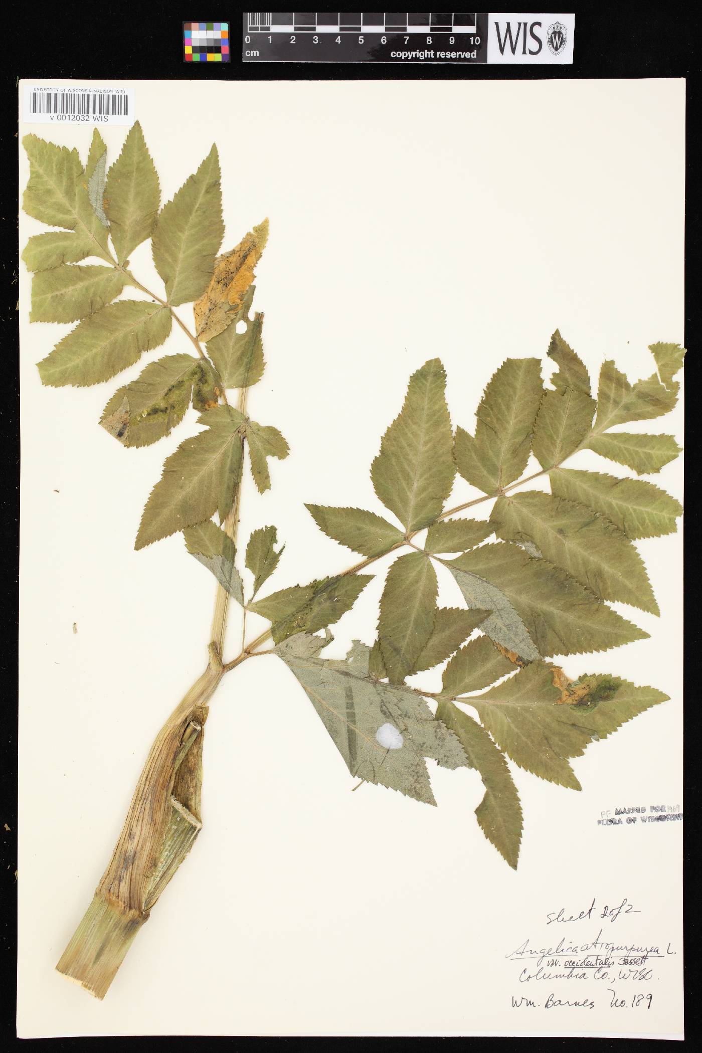 Angelica atropurpurea var. occidentalis image