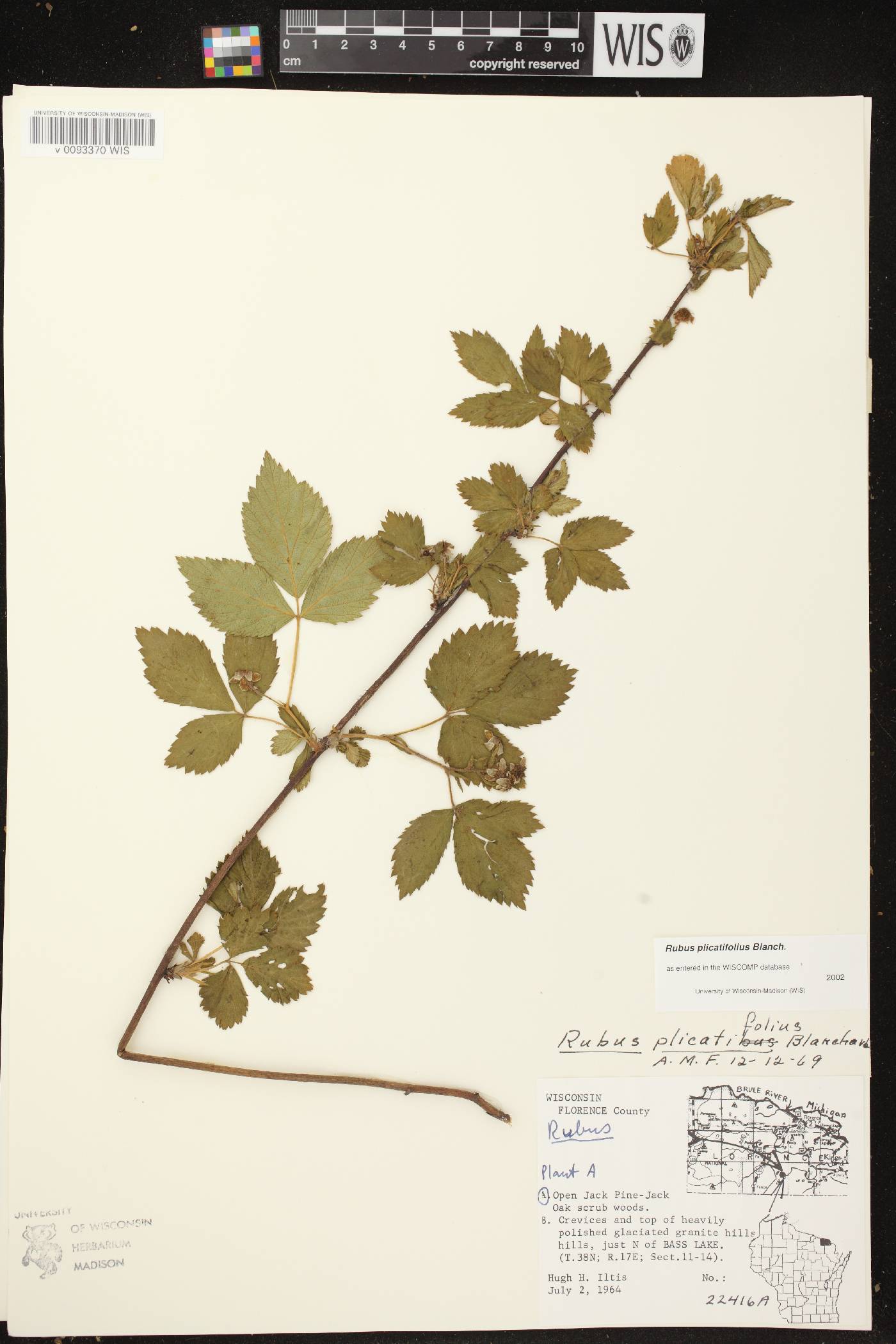 Rubus flagellaris image