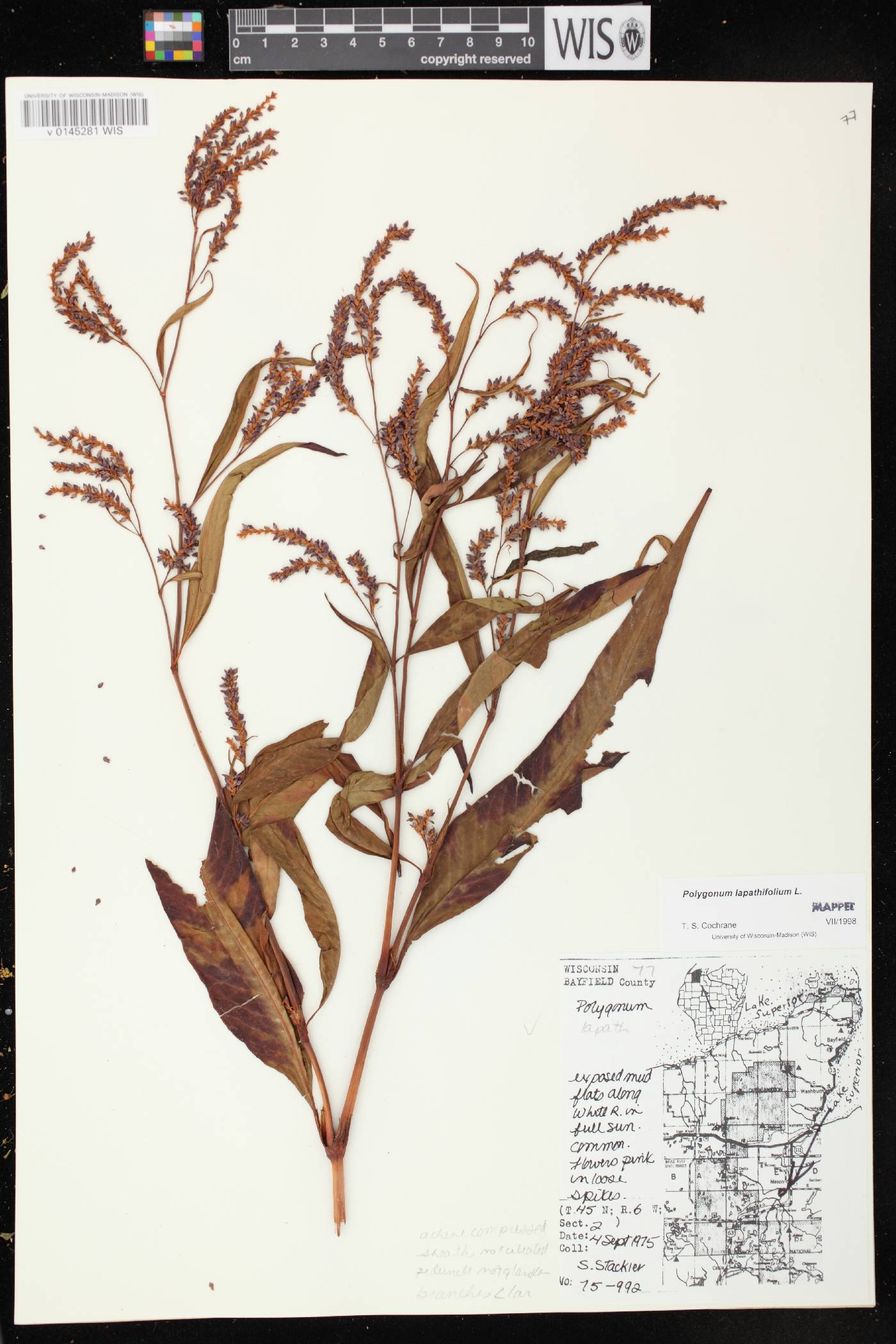 Persicaria lapathifolia image