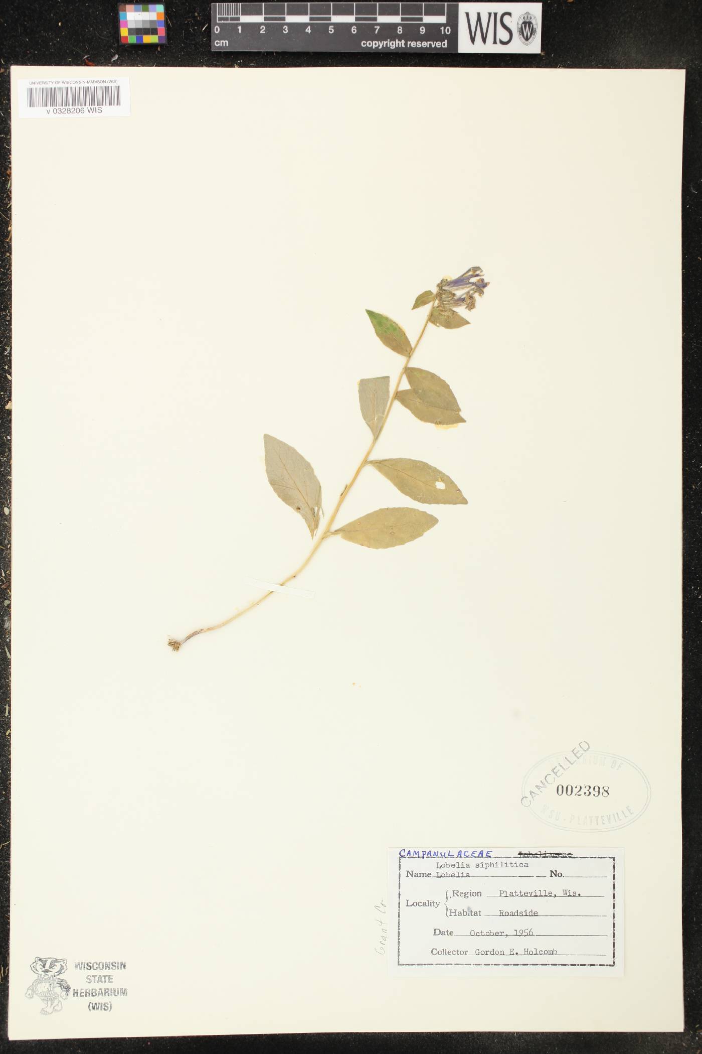 Lobelia siphilitica image