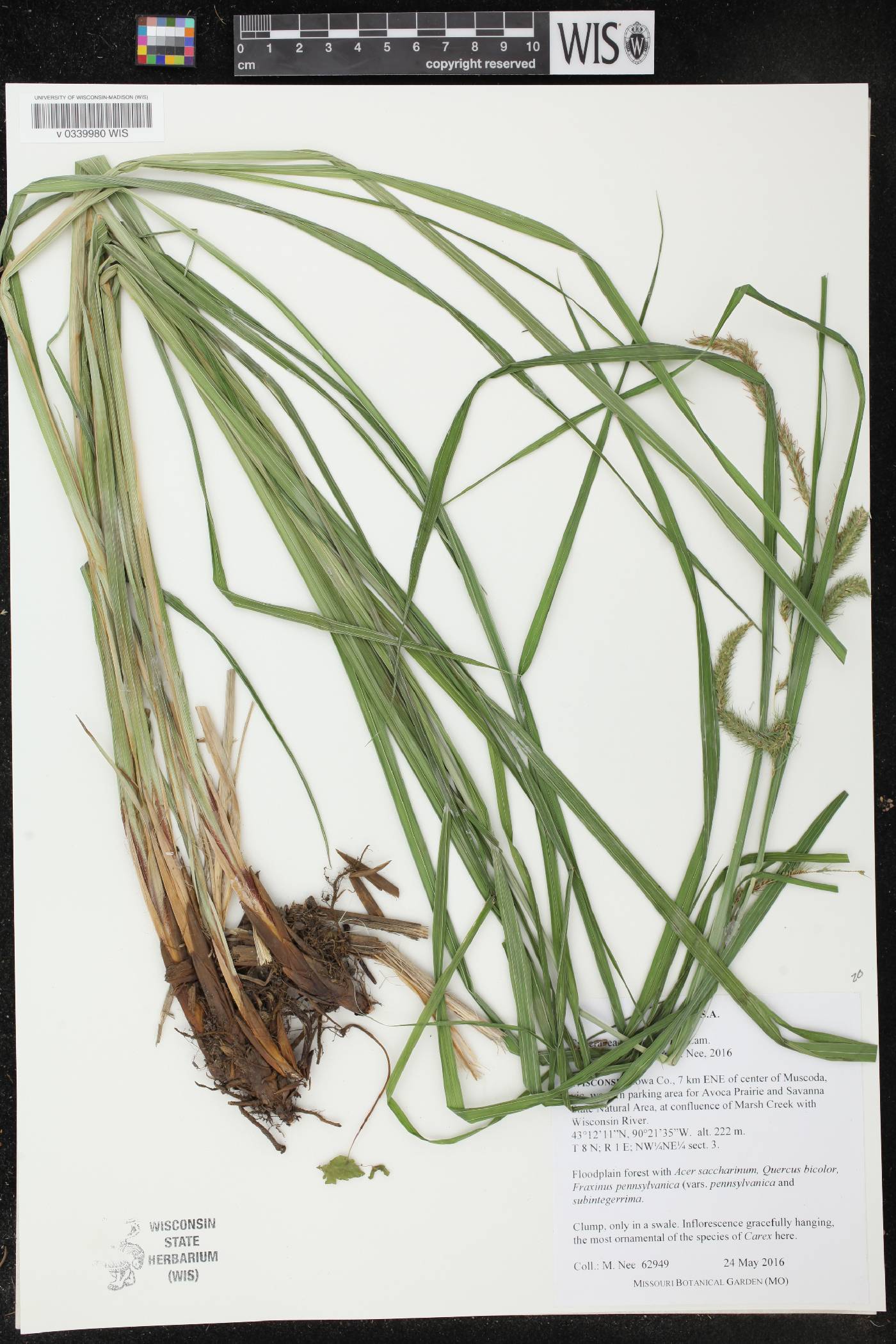 Carex crinita image