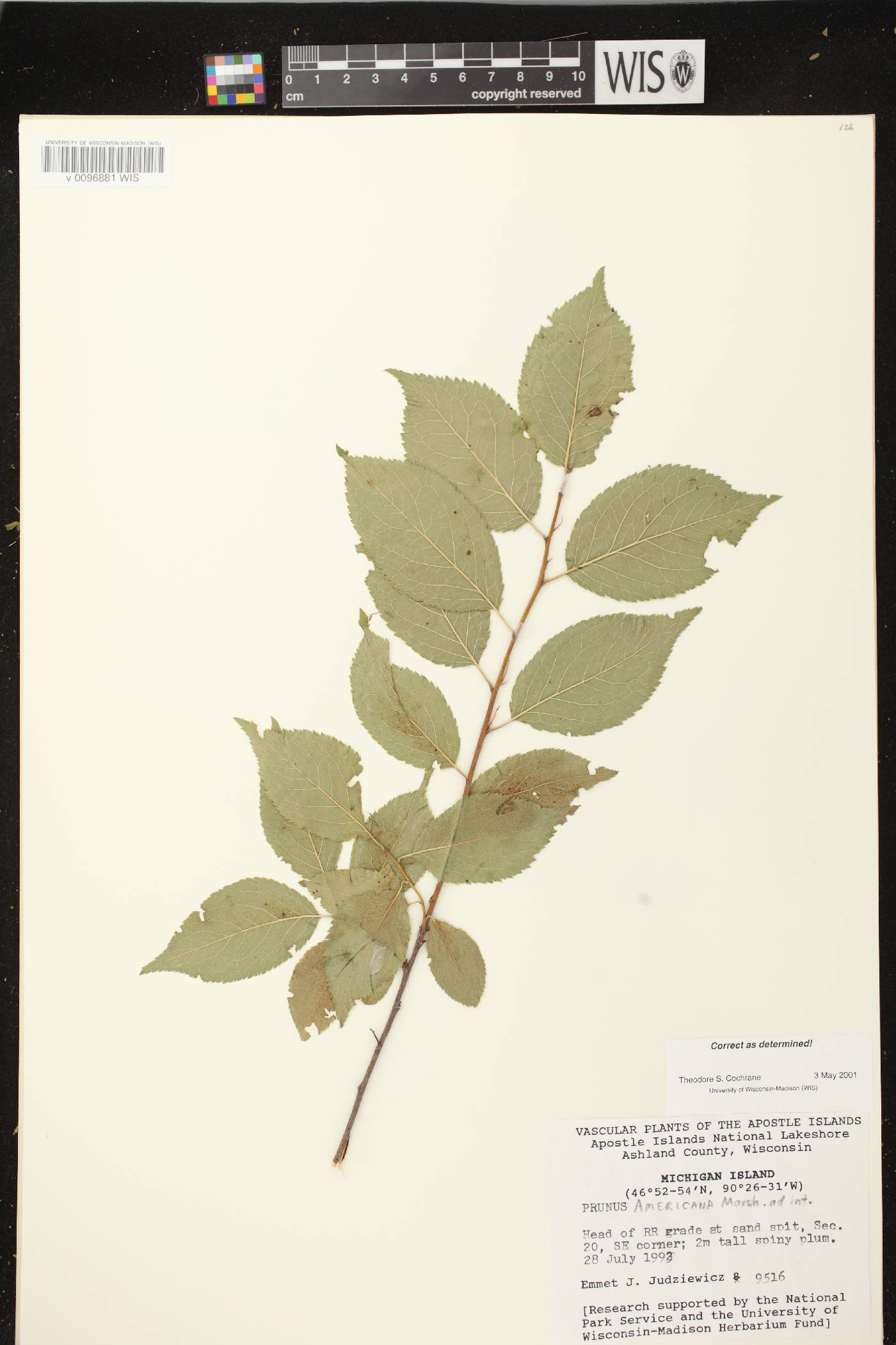 Prunus americana image