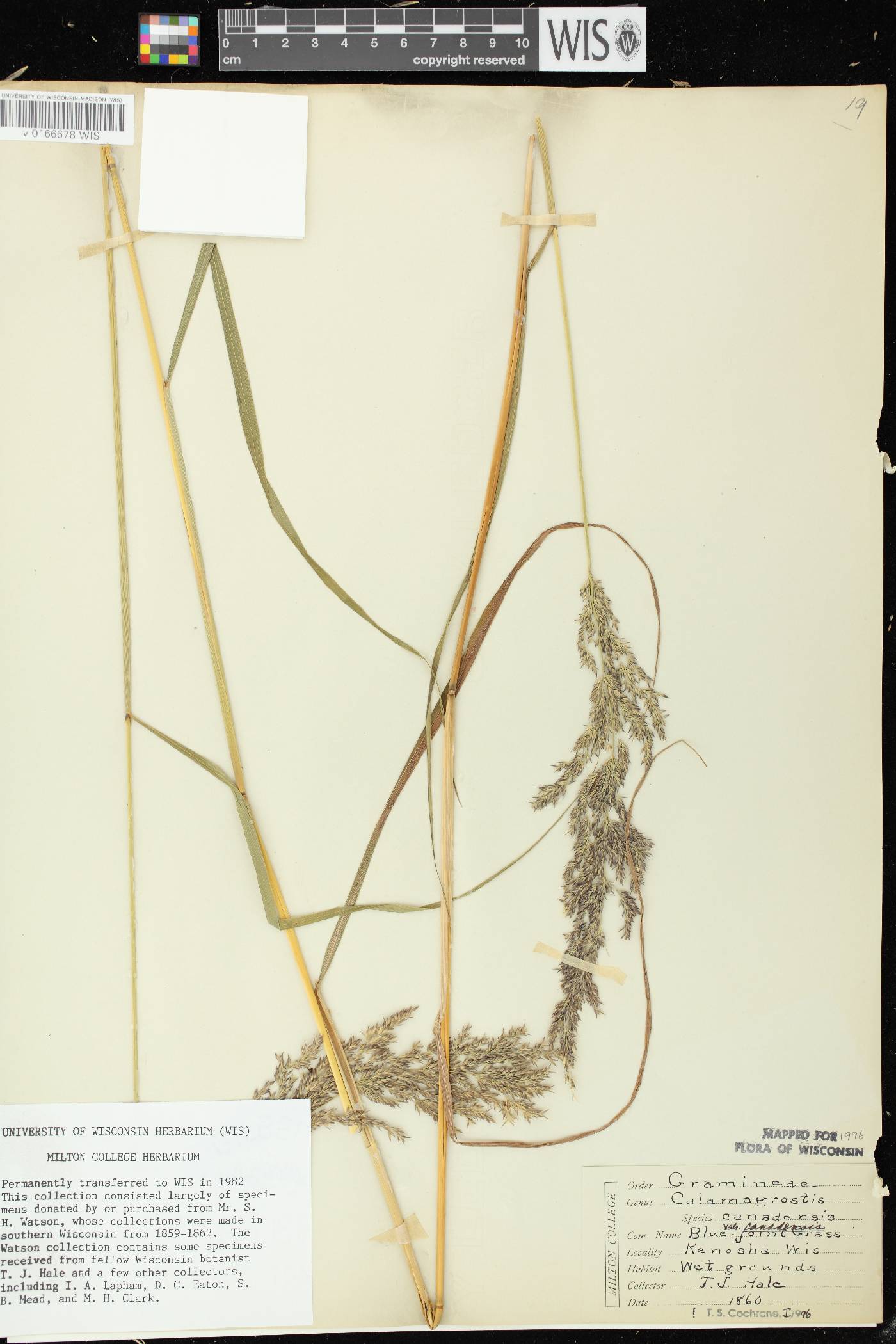 Calamagrostis canadensis var. canadensis image