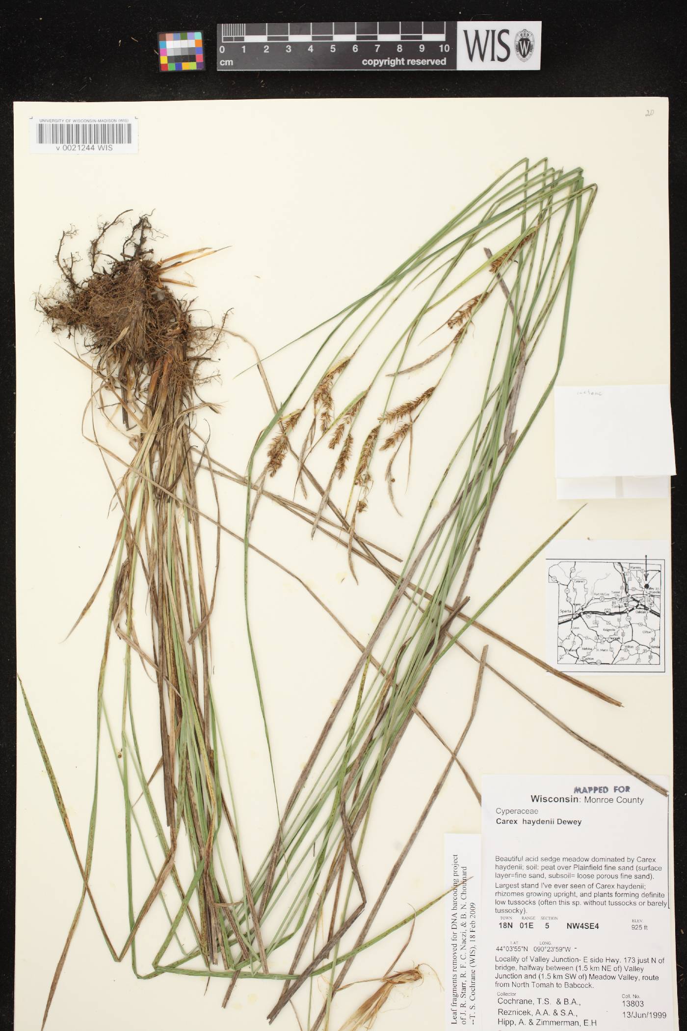 Carex haydenii image