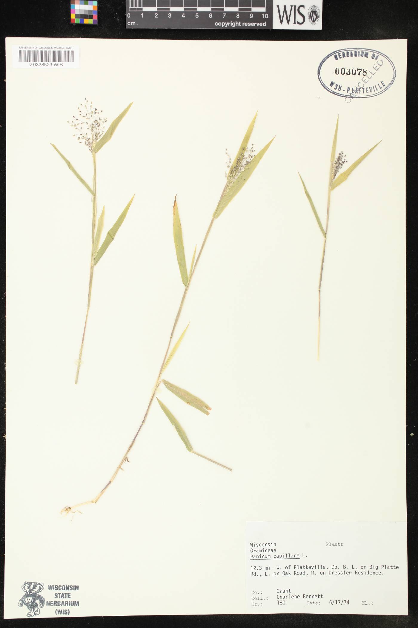 Panicum capillare subsp. capillare image