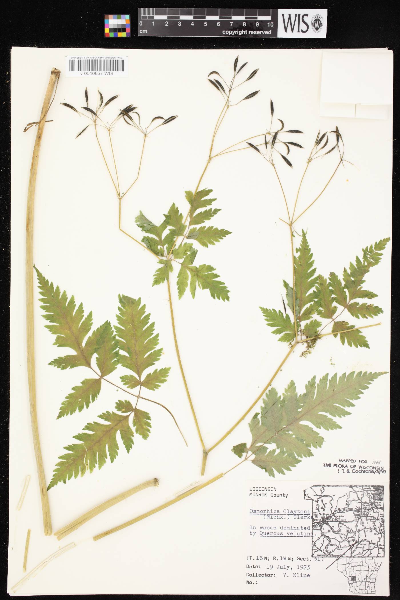 Osmorhiza claytonii image
