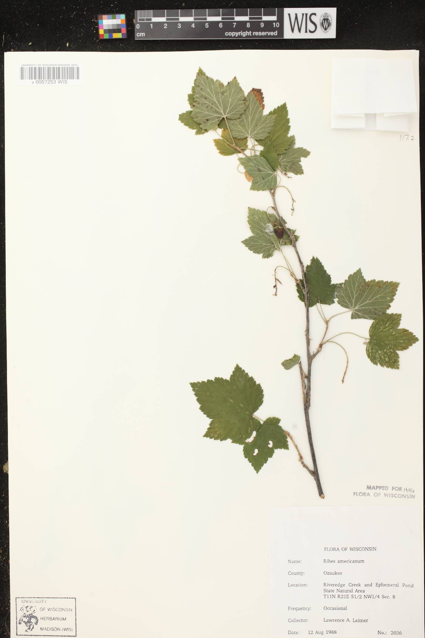 Ribes americanum image