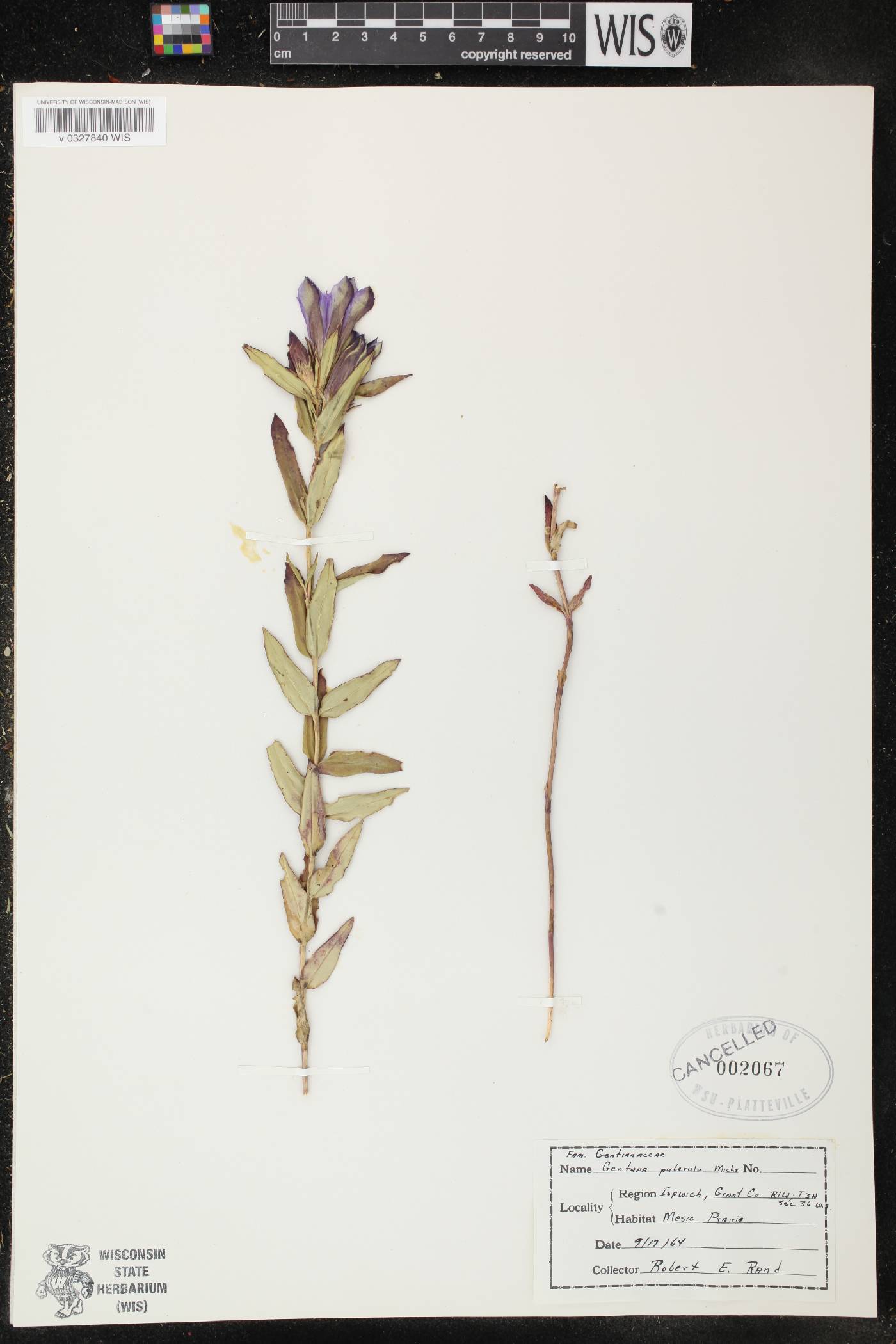 Gentiana puberulenta image