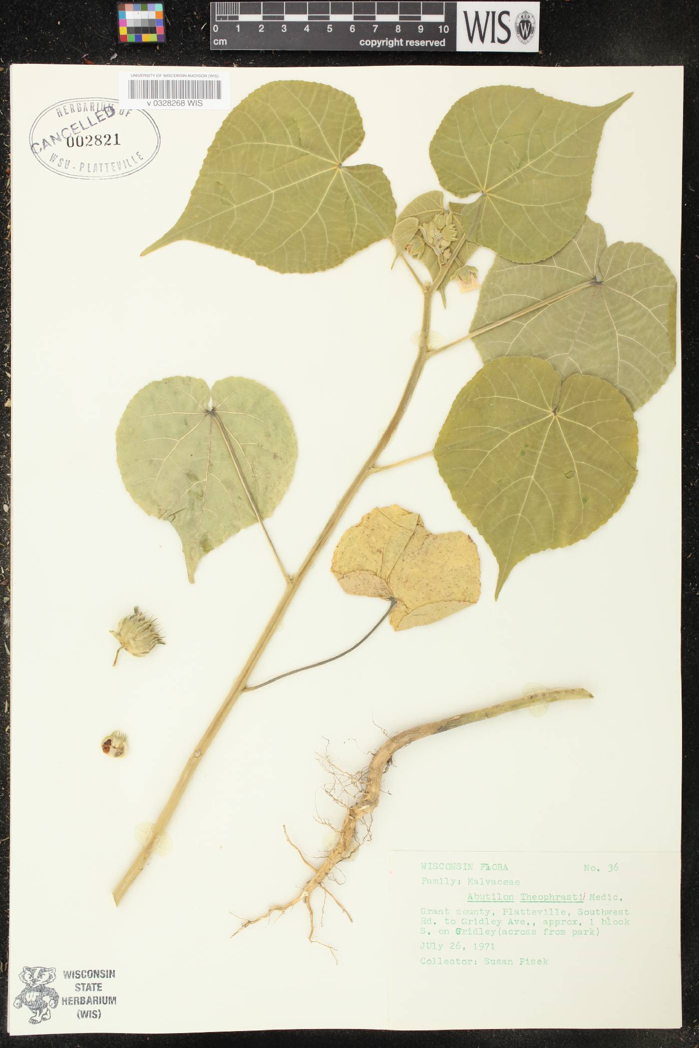 Abutilon theophrasti image