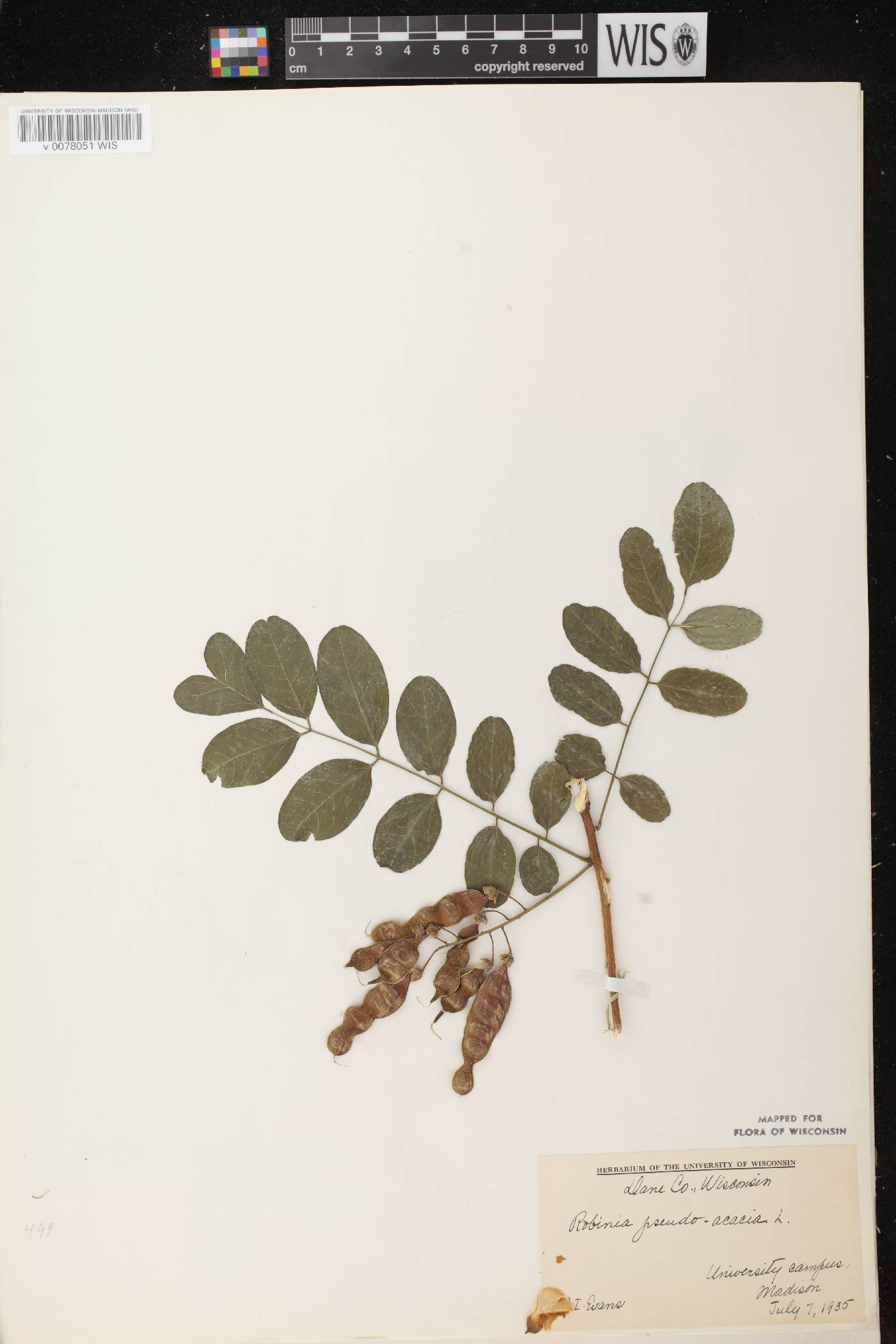 Robinia pseudoacacia image