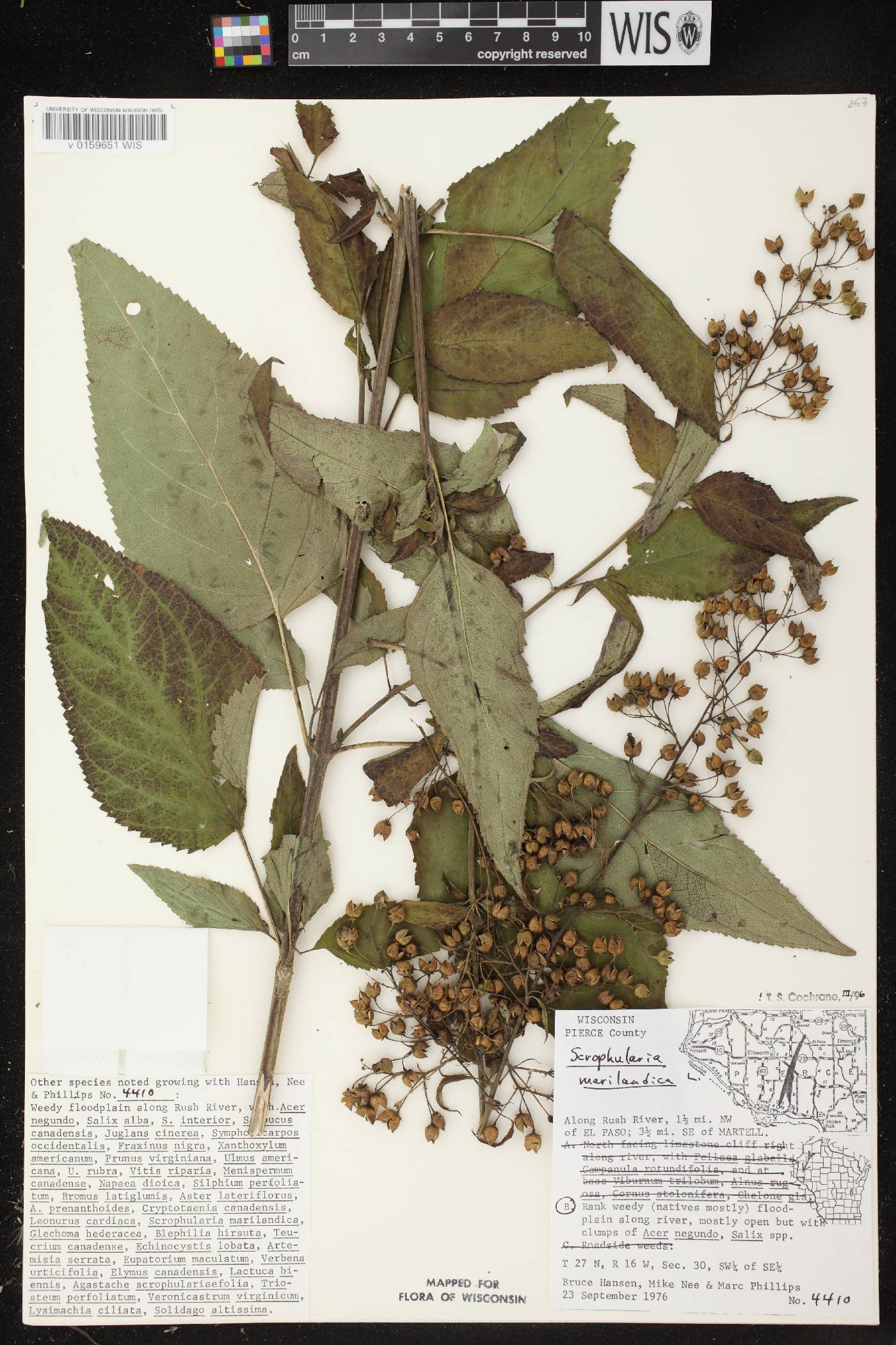 Scrophularia marilandica image
