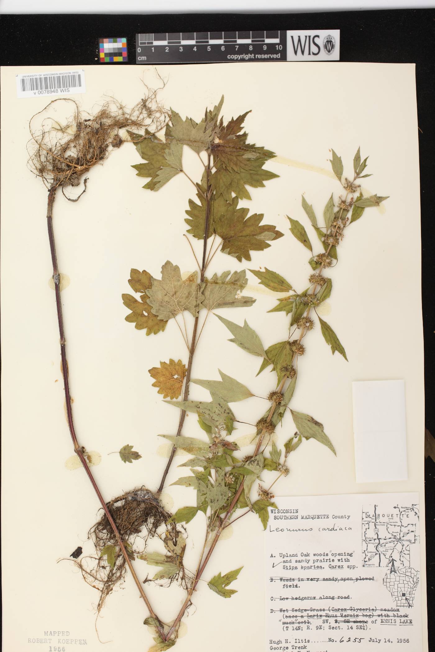 Leonurus cardiaca image