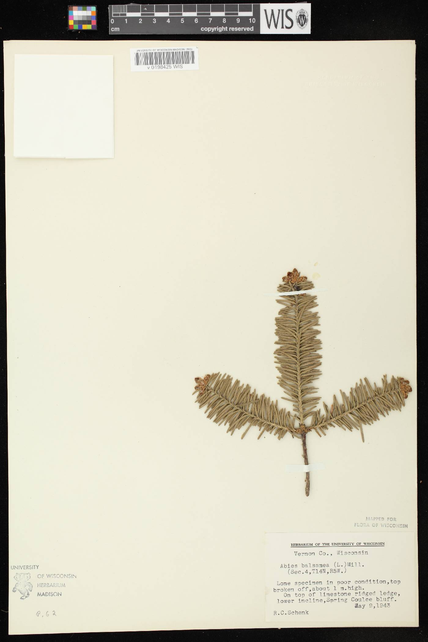 Abies balsamea image