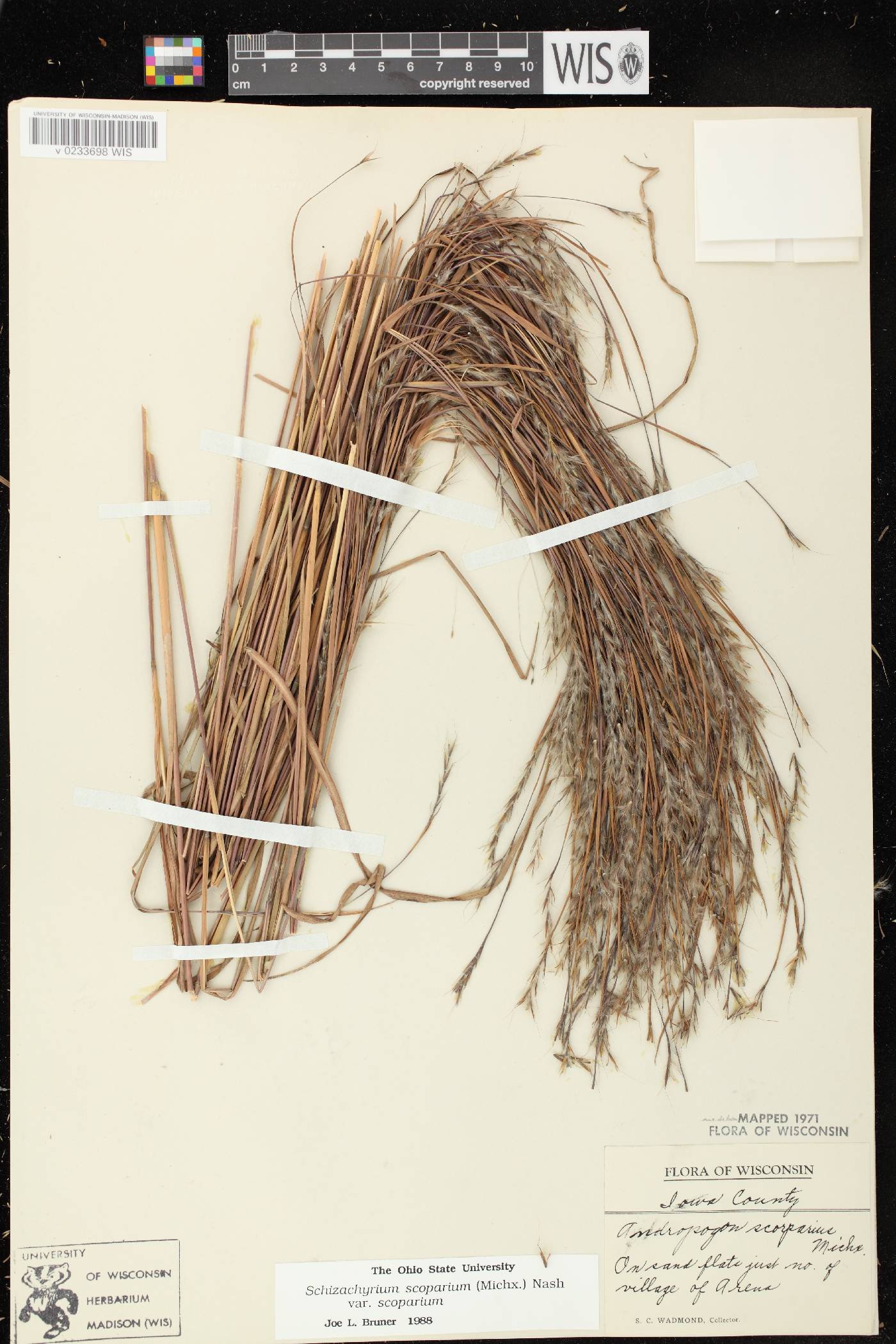 Schizachyrium scoparium var. scoparium image