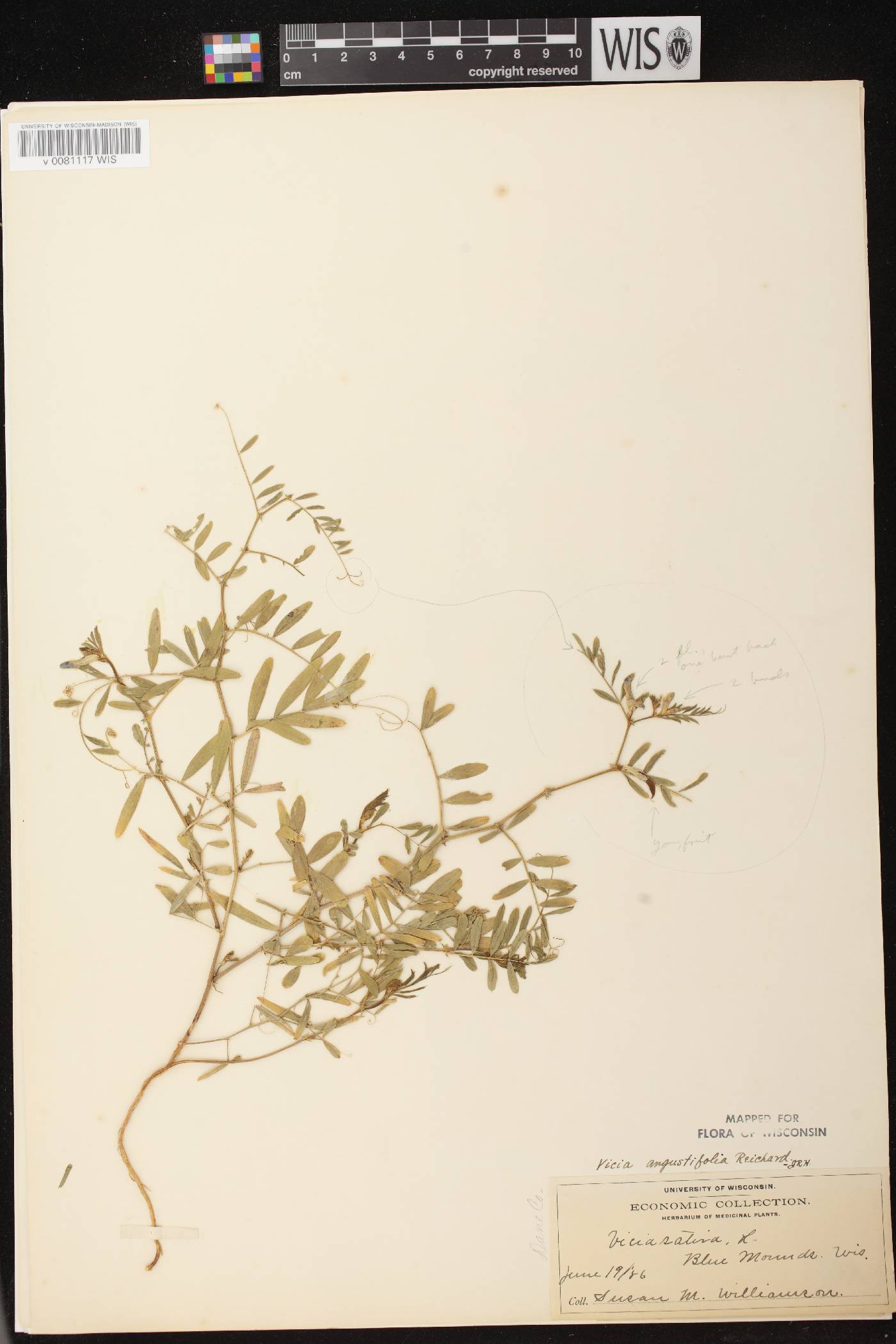 Vicia sativa subsp. nigra image