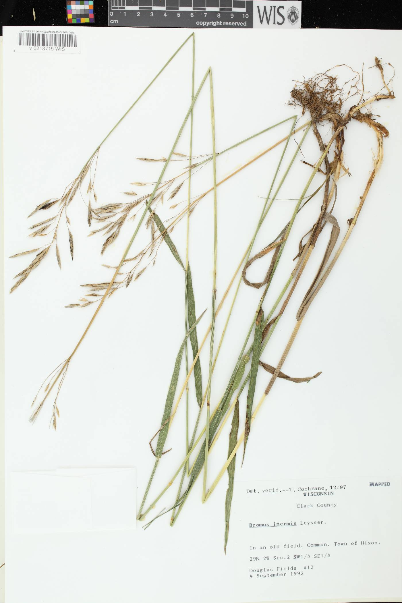Bromus inermis image