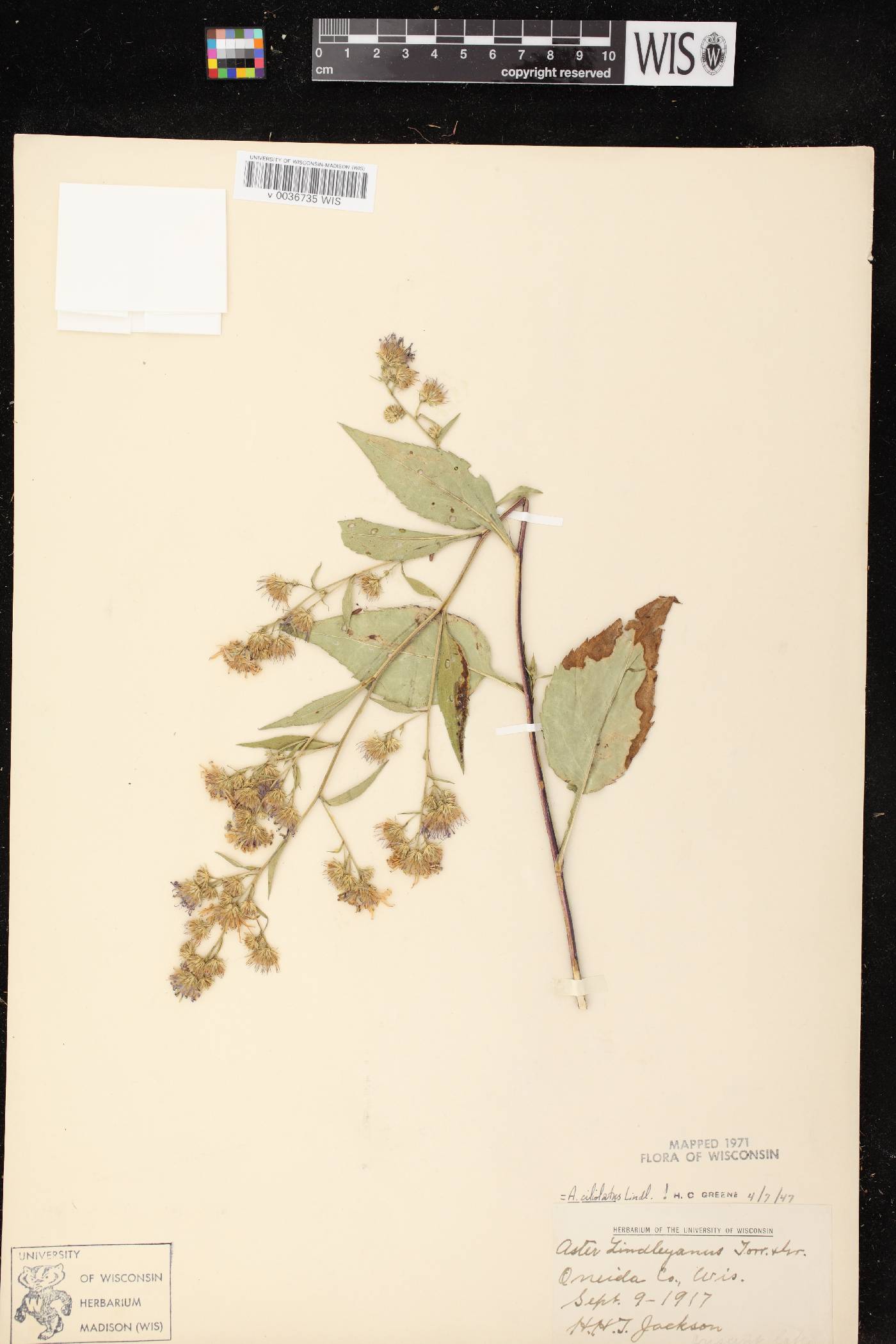 Symphyotrichum ciliolatum image