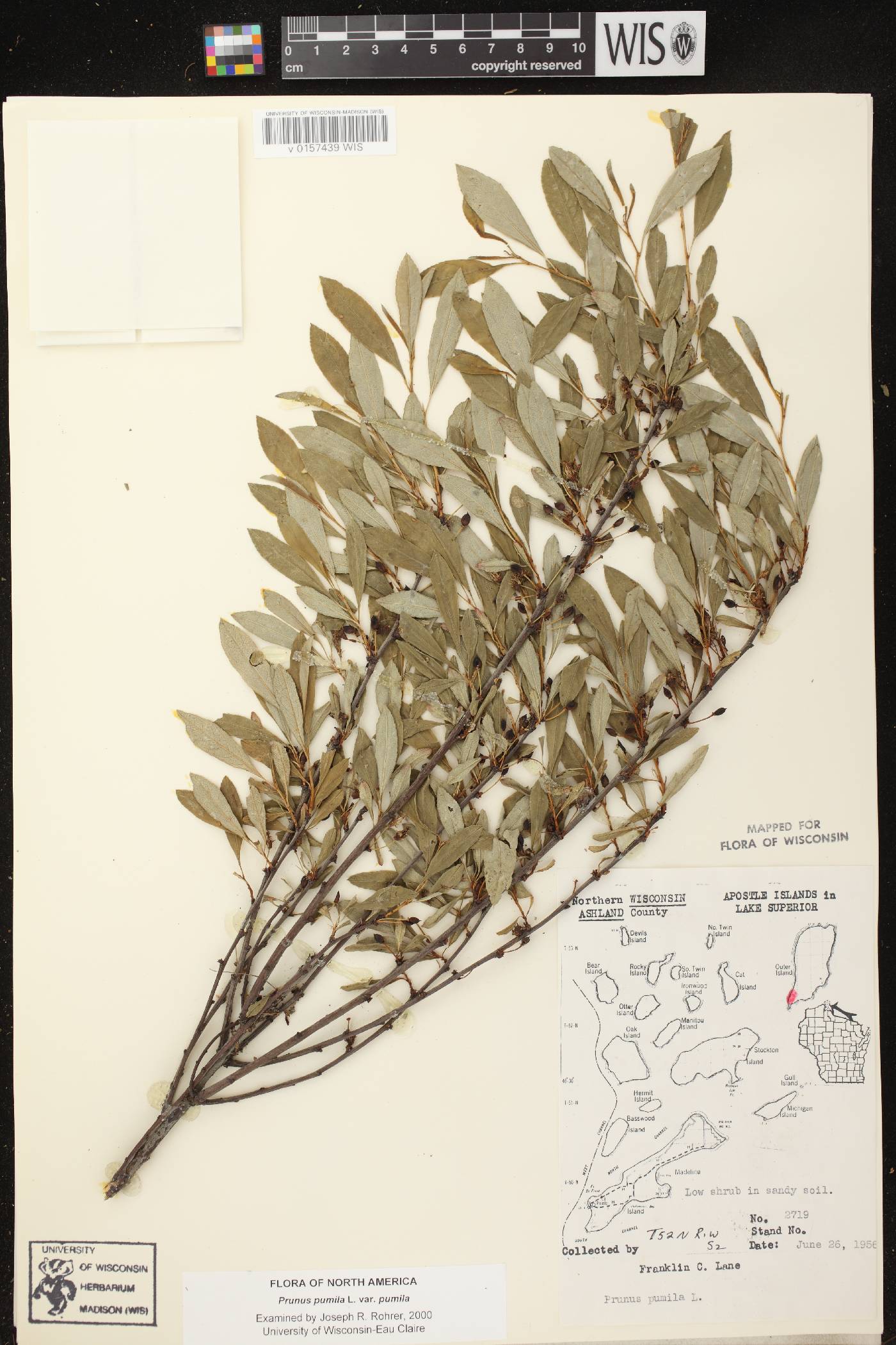 Prunus pumila image