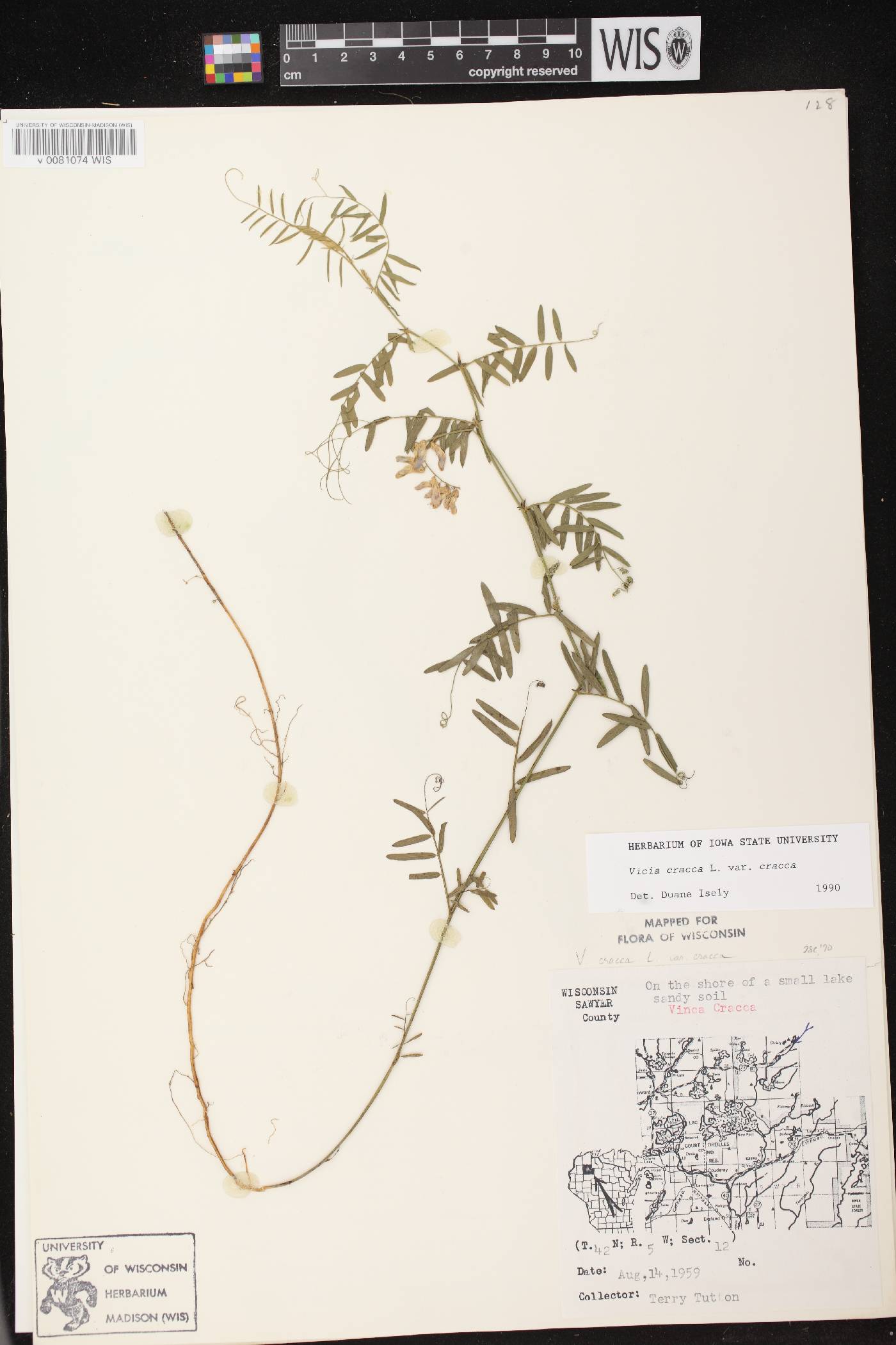 Vicia cracca image