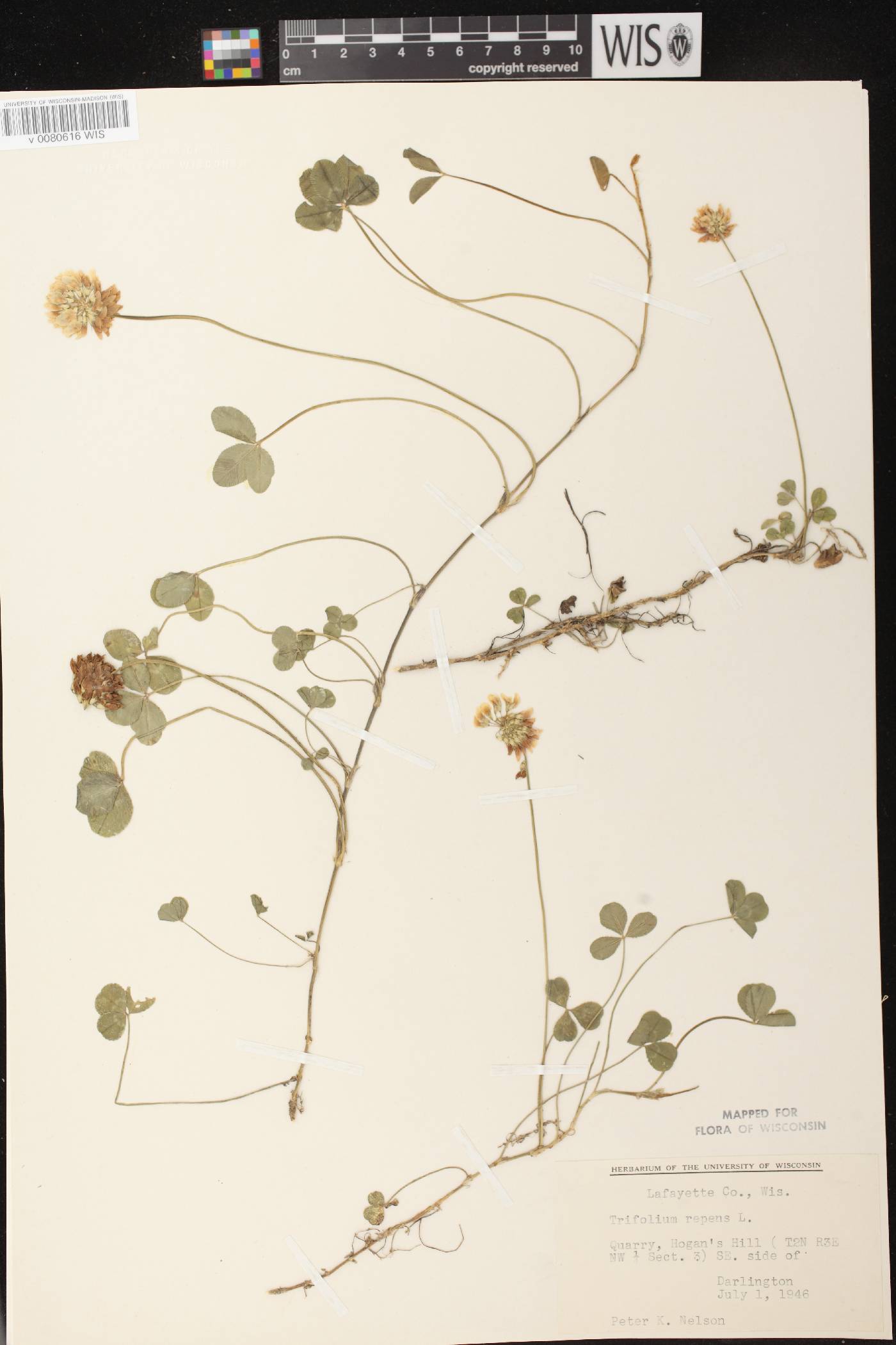 Trifolium repens image