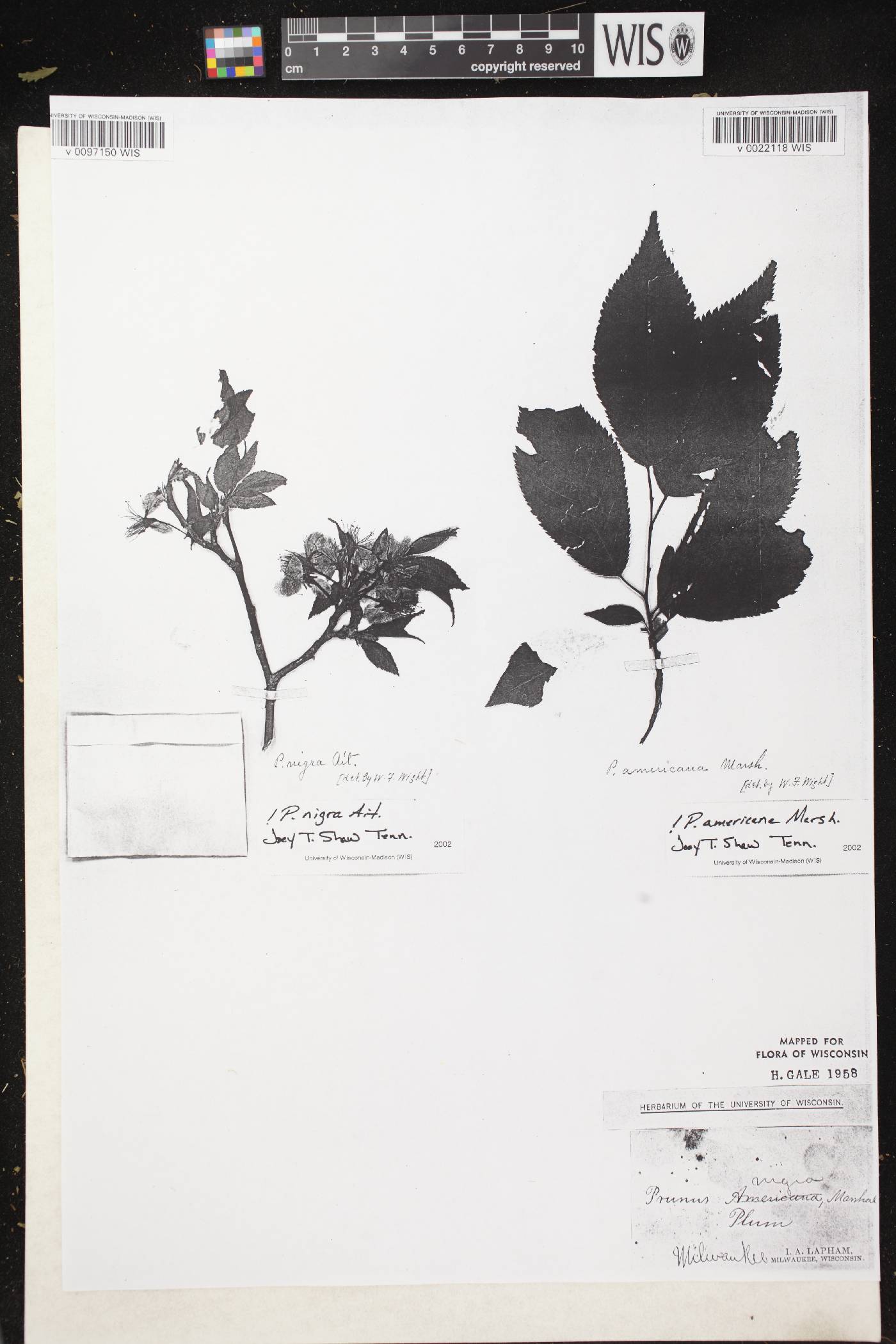Prunus nigra image