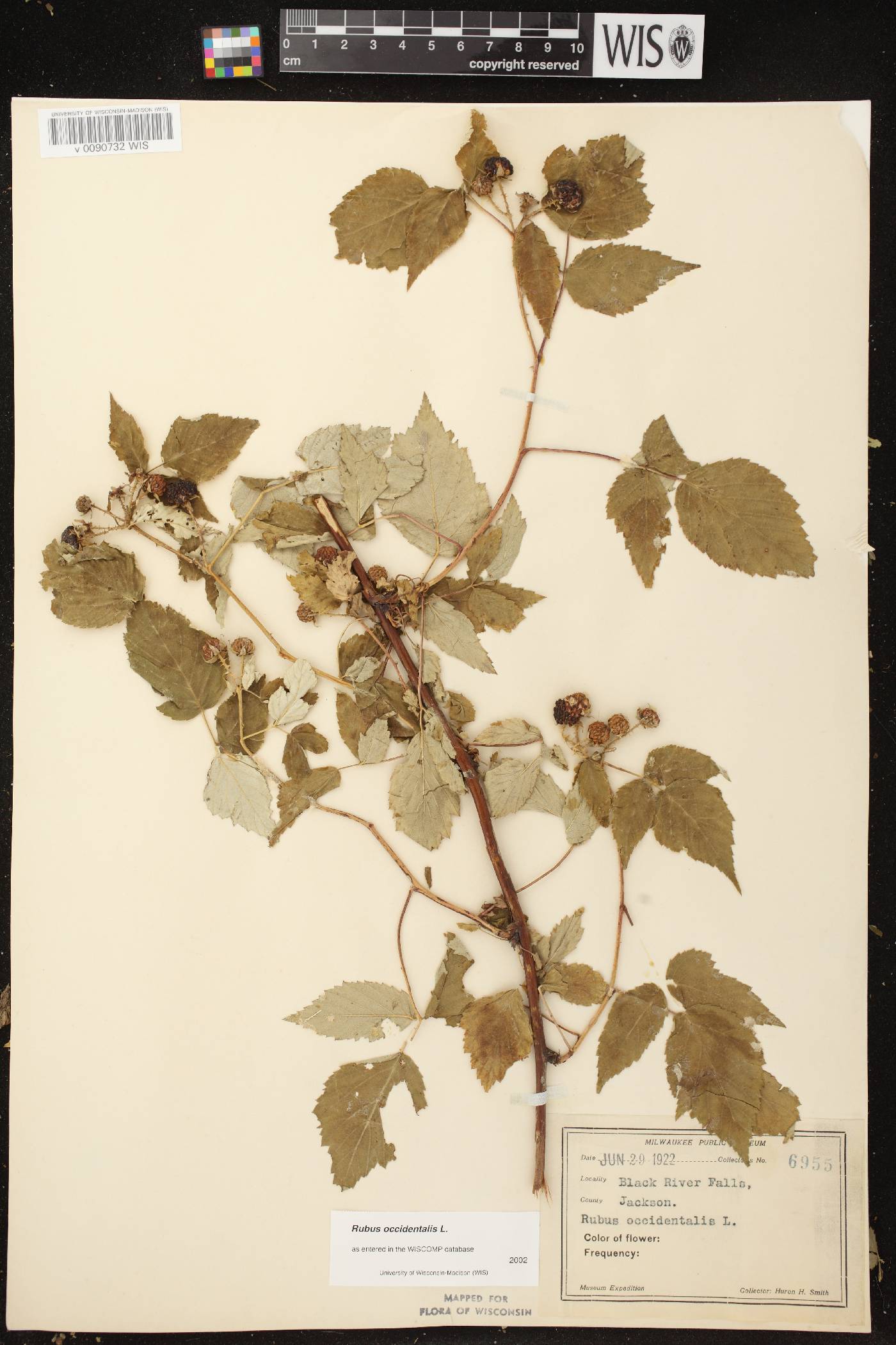 Rubus occidentalis image