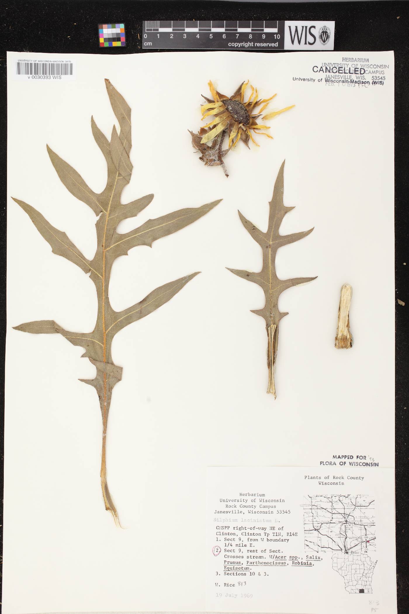 Silphium laciniatum image