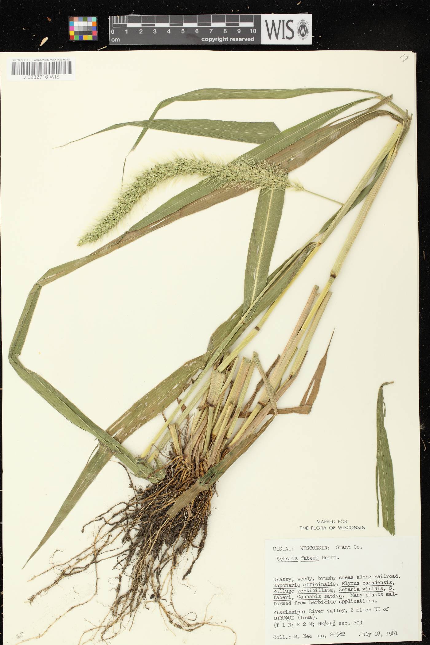 Setaria faberi image