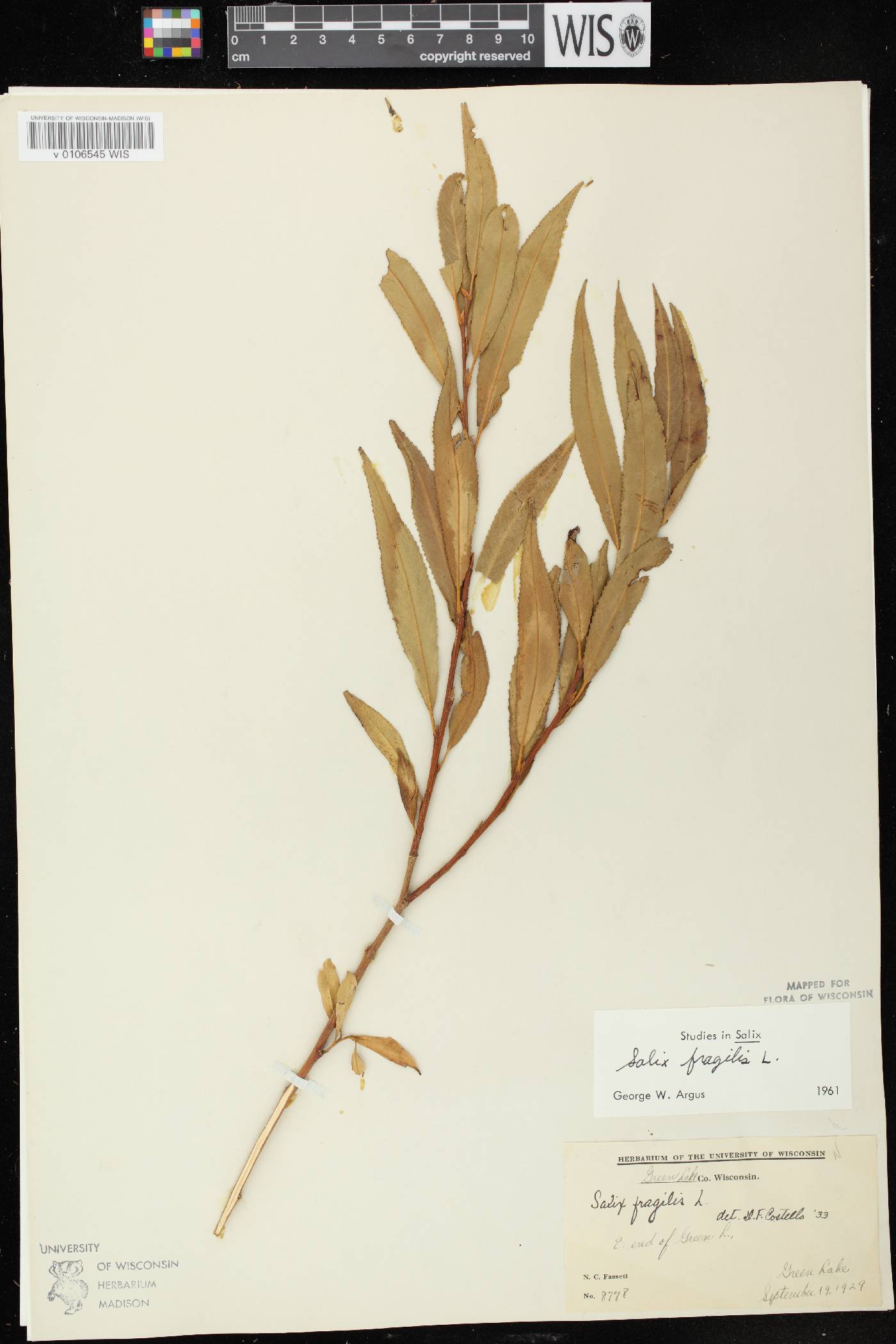 Salix x fragilis image
