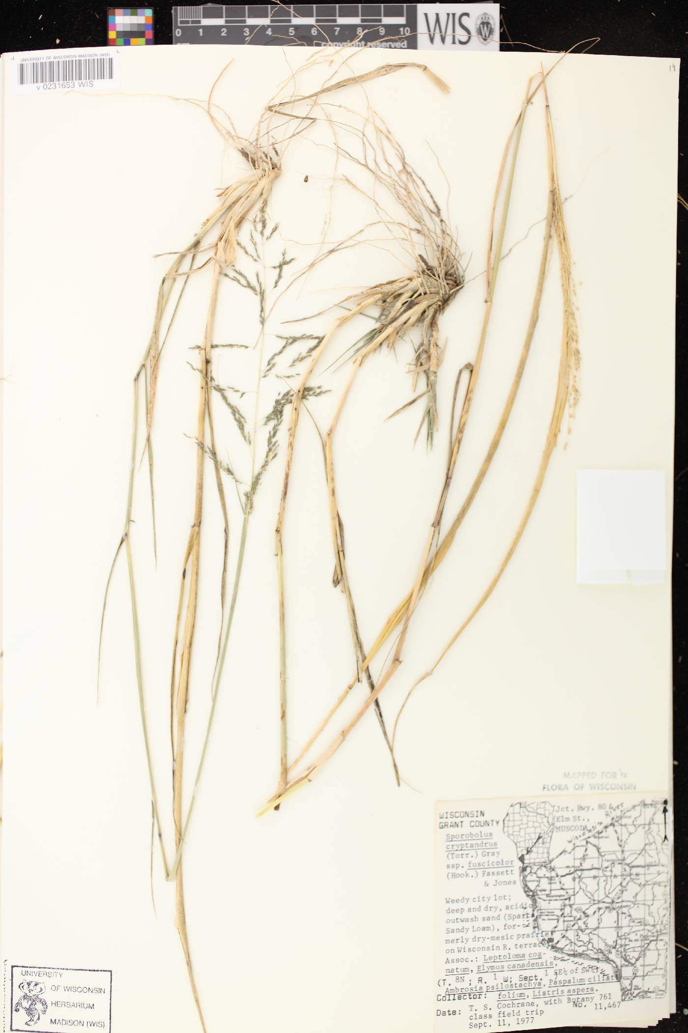 Sporobolus cryptandrus image